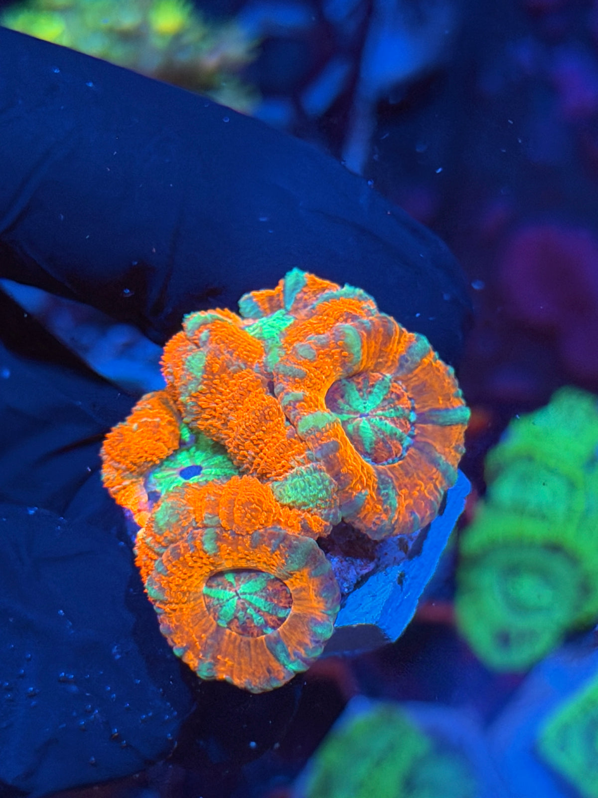 JEA Katana Acans Coral 4 Heads XL 9/11