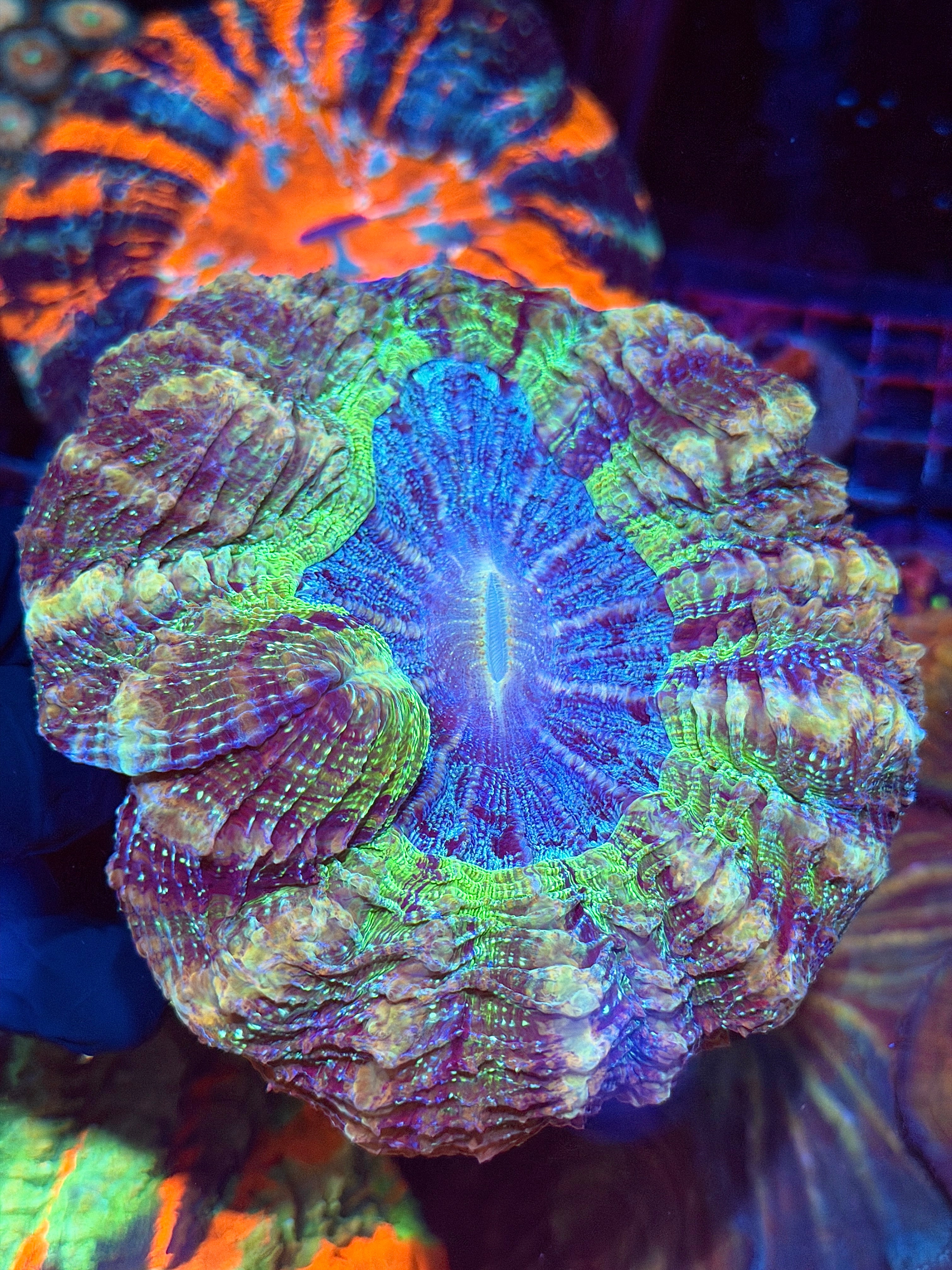 Insane Glitter Acanthophyllia Meat Coral Show Piece XXL 9/11