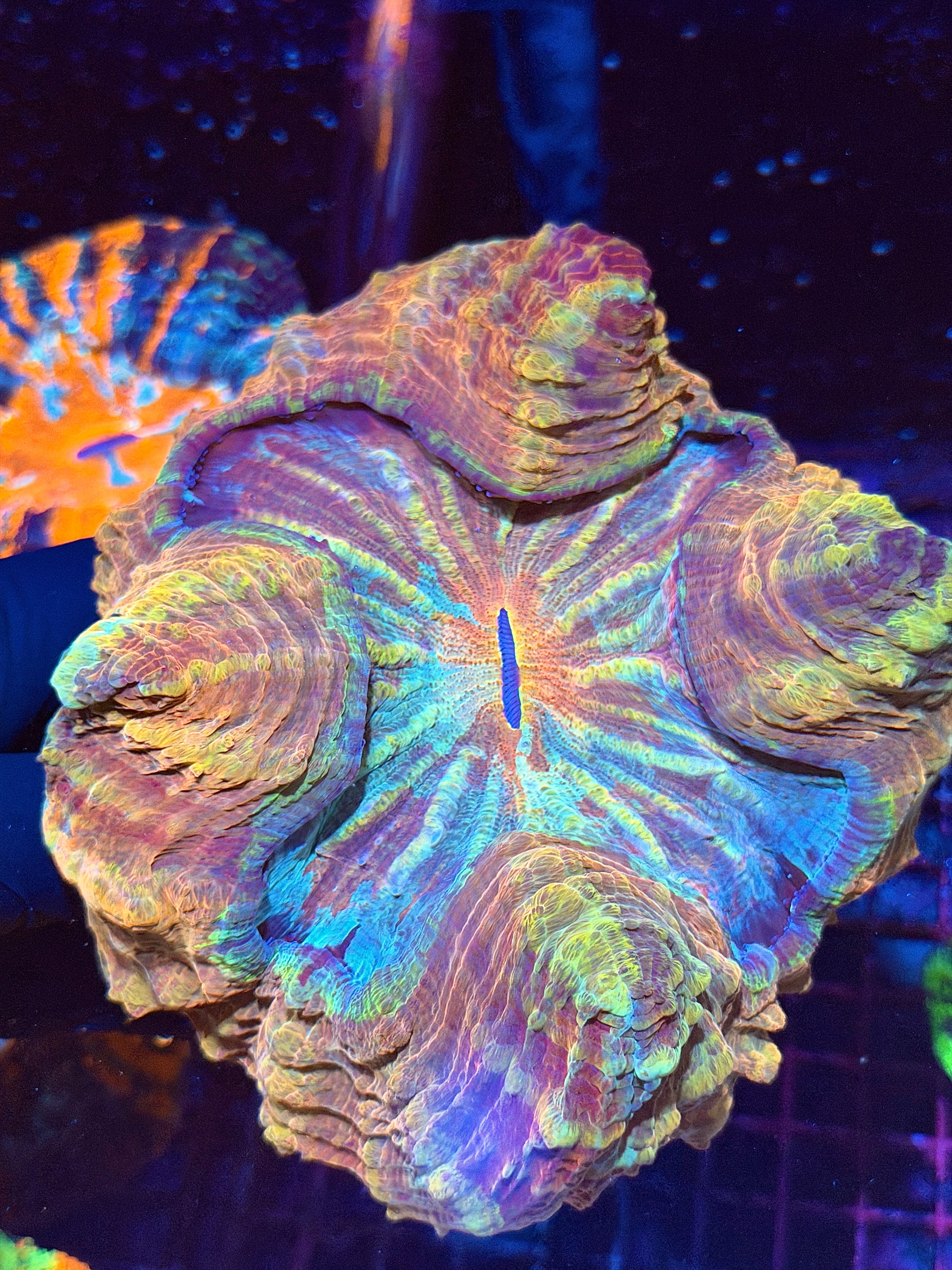Rainbow Acanthophyllia Meat Coral XXL Show Piece 9/11