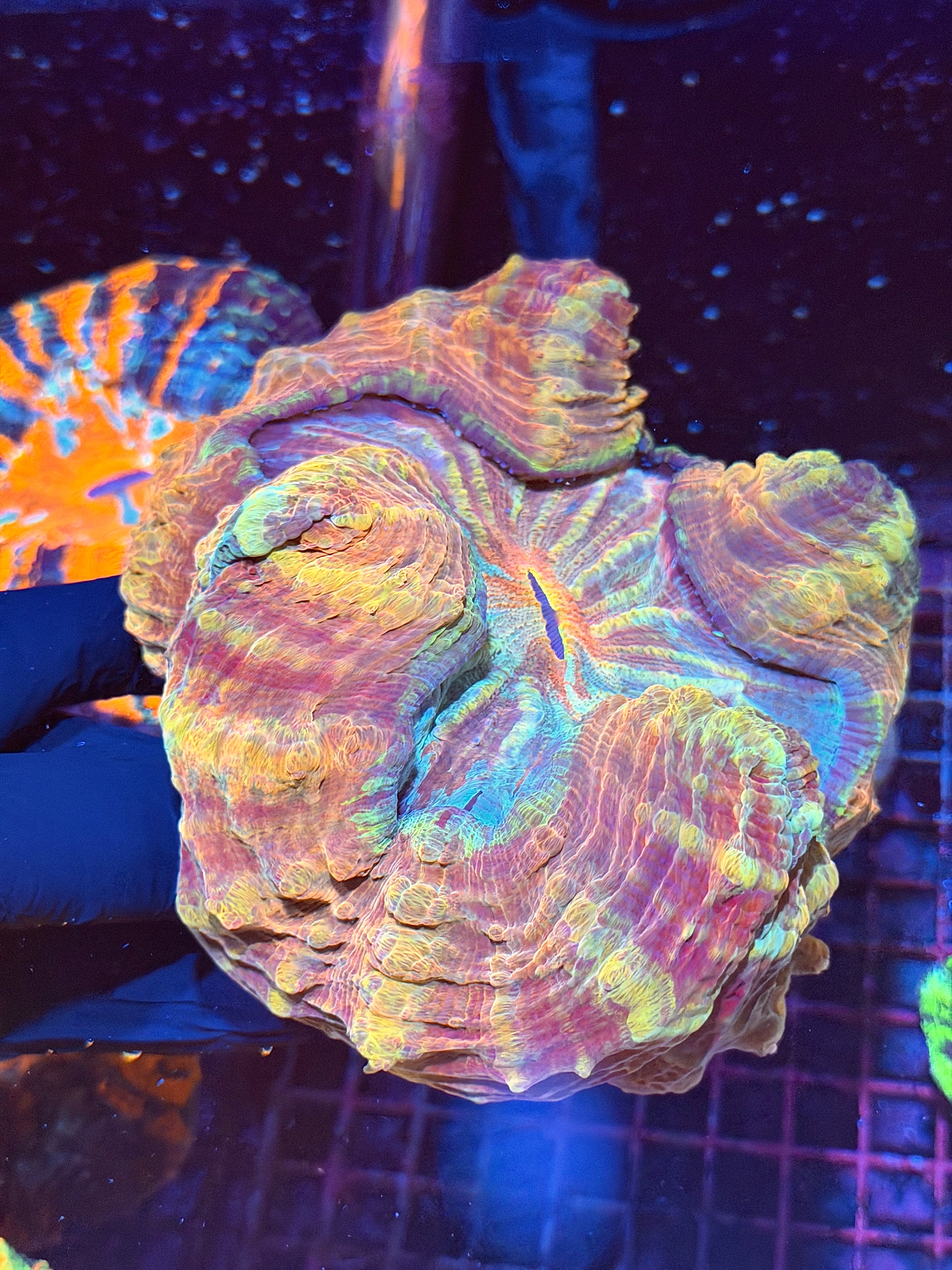 Rainbow Acanthophyllia Meat Coral XXL Show Piece 9/11