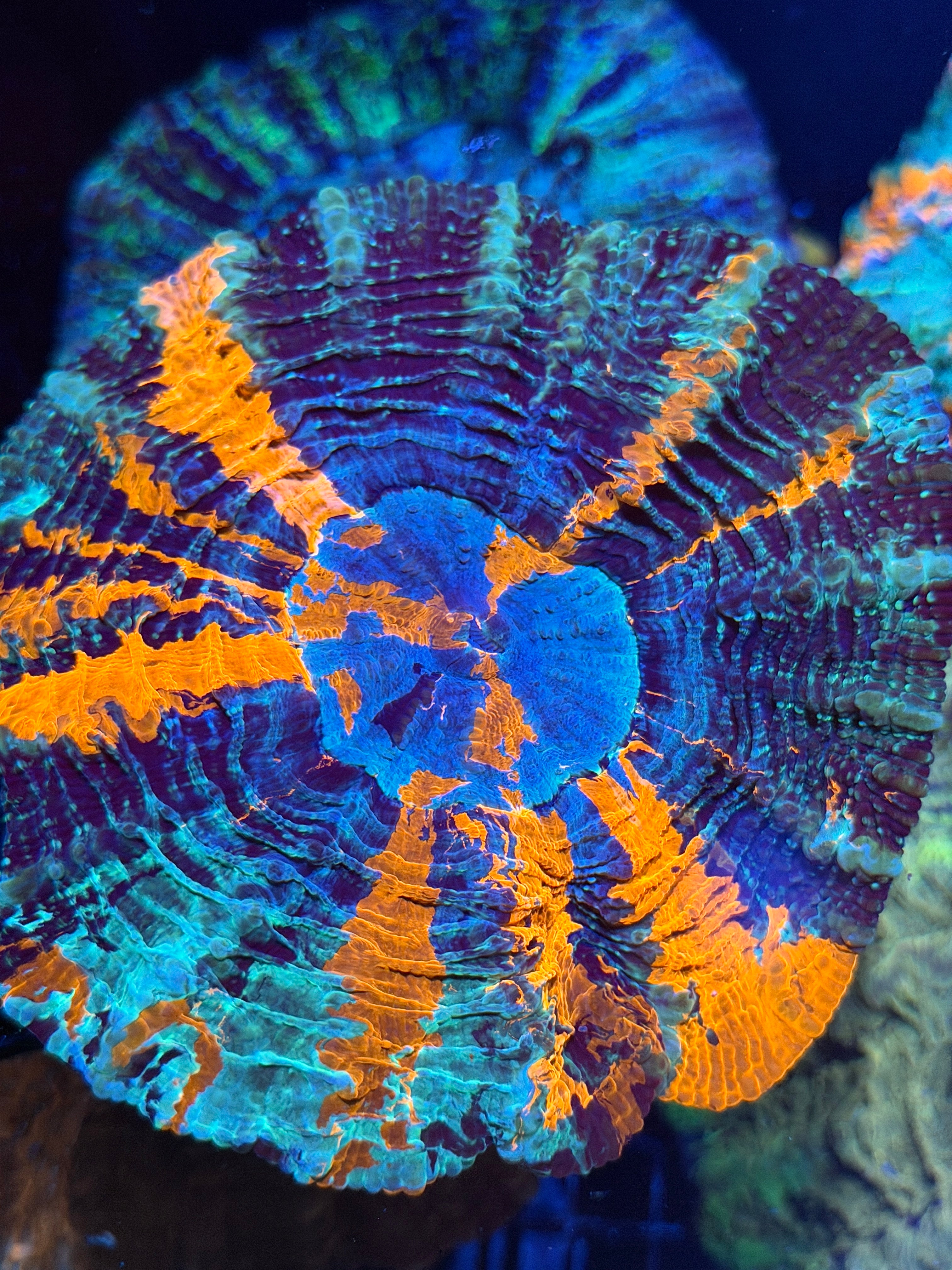 Rainbow Acanthophyllia Meat Coral XL 9/11
