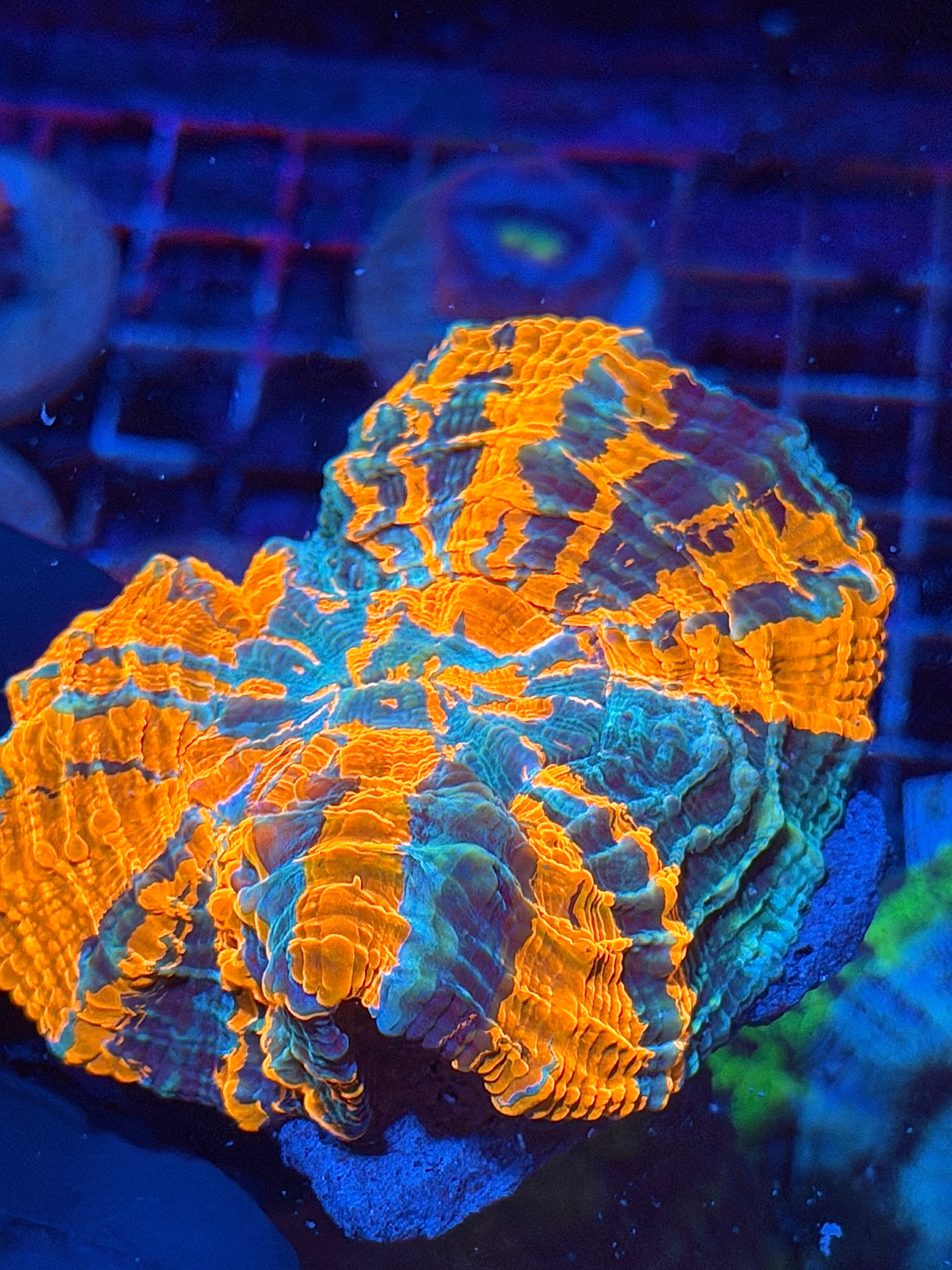 Insane Striped Acanthophyllia Meat Coral Bright 9/11