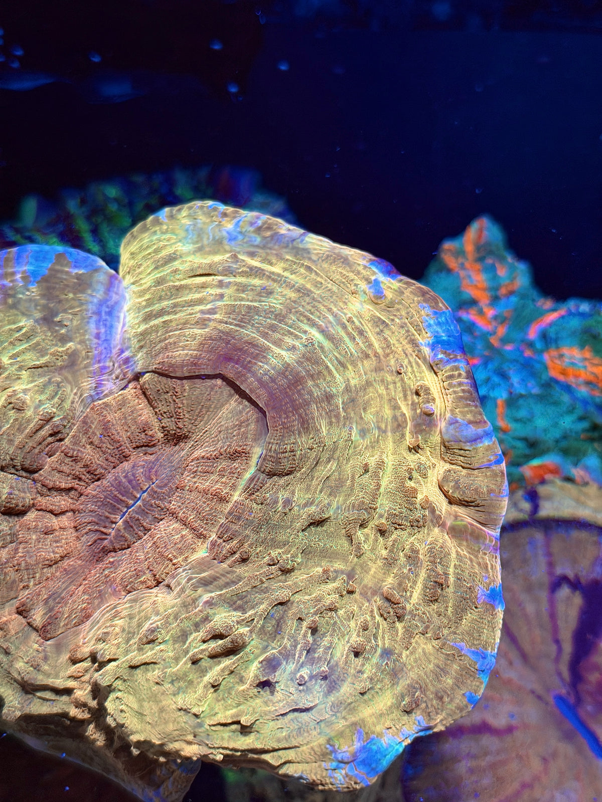 Yellow / Pink Rim Acanthophyllia Meat Coral XL Show Piece 9/11