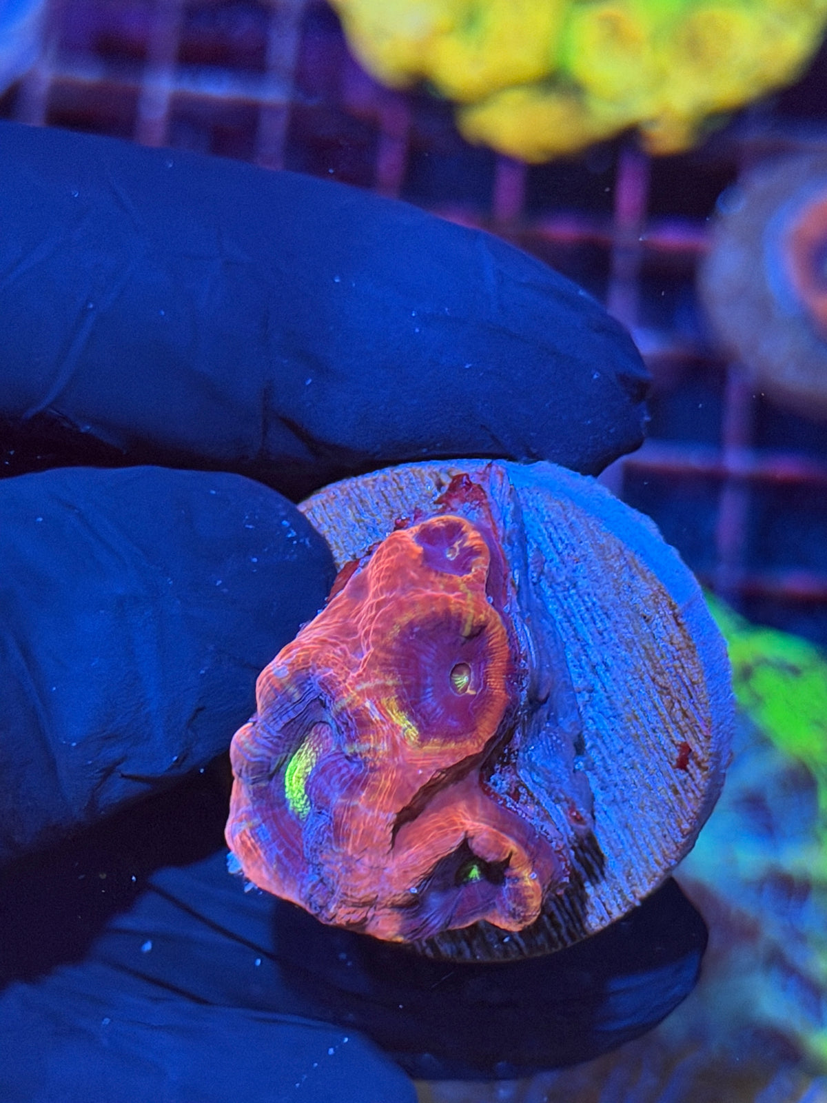 JEA Rainbow Master Bowerbanki Mini Colony 4 Heads XL *Last Piece Available* 9/11