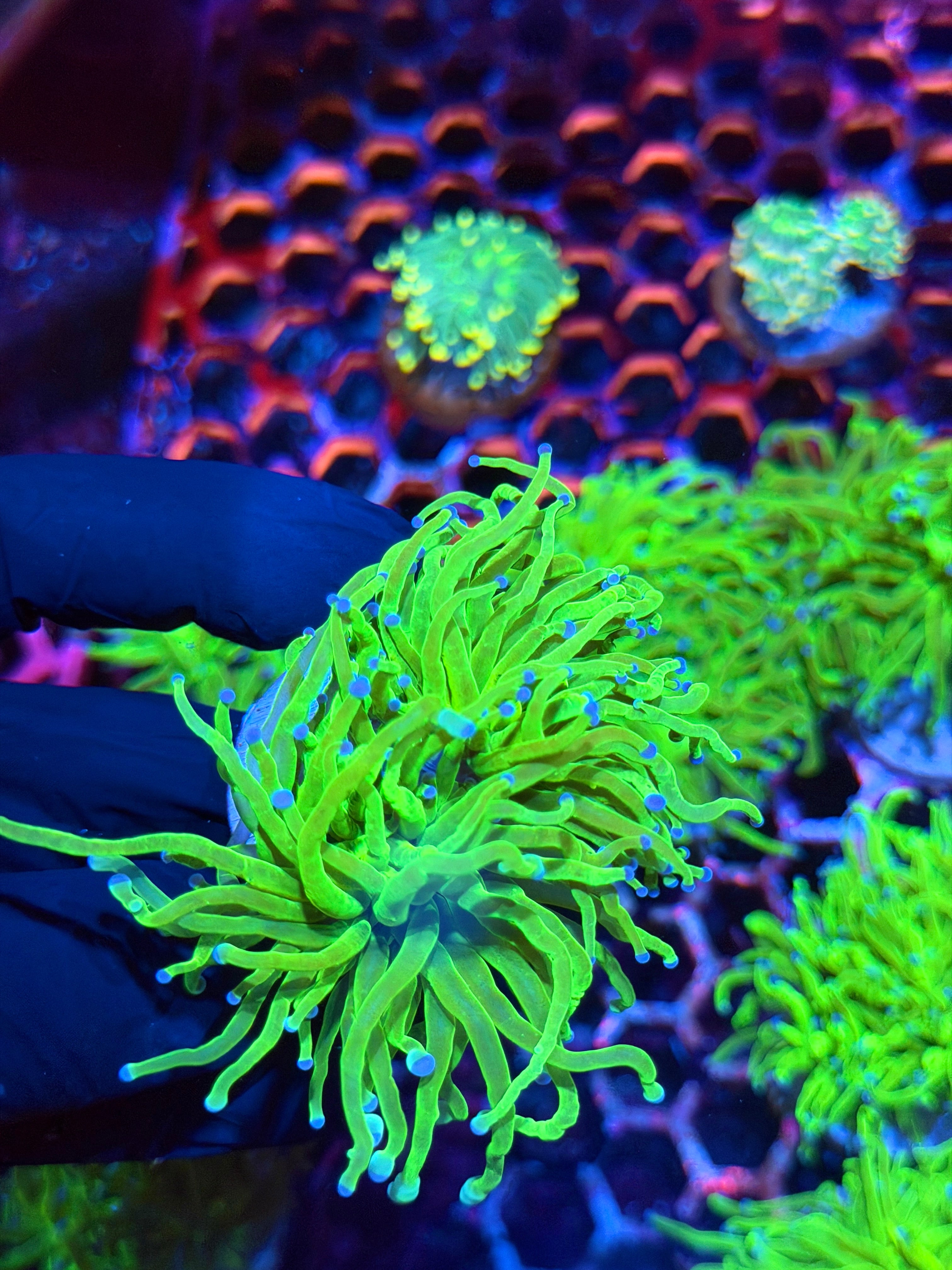 JEA Todds Torch Coral 2 Heads XL 9/11
