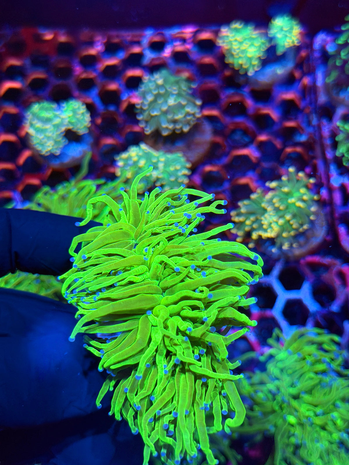 JEA Todds Torch Coral 4 Heads Splitting XXXL 9/11
