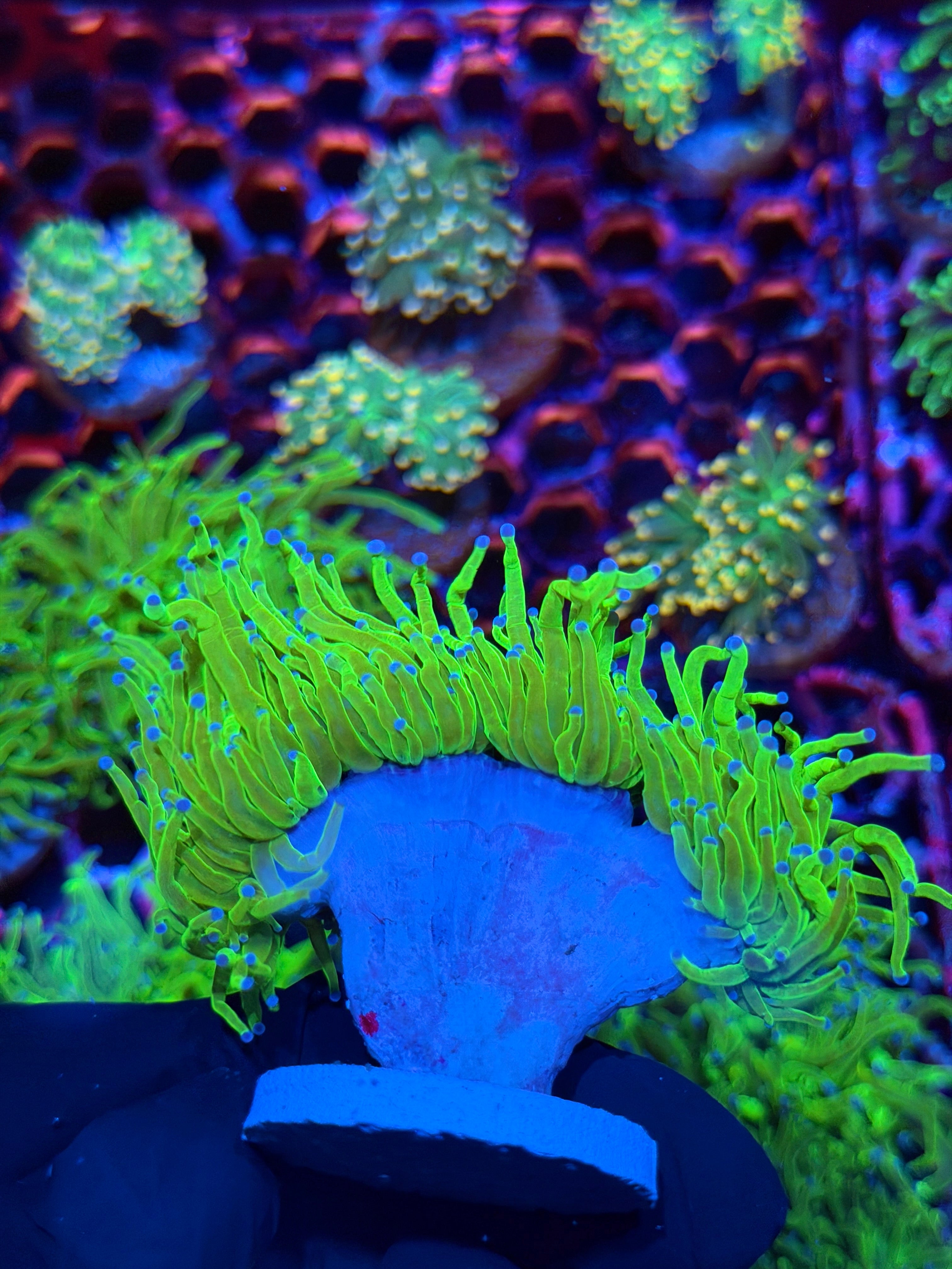 JEA Todds Torch Coral 4 Heads Splitting XXXL 9/11