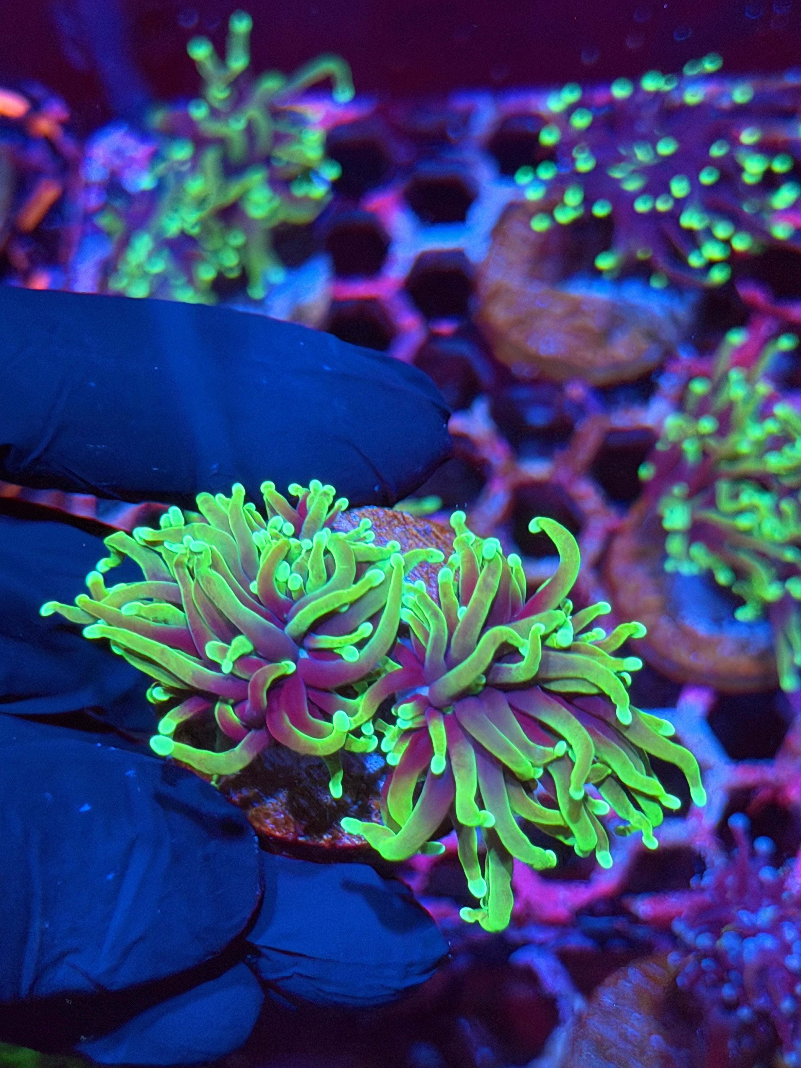 JEA Dragon Soul Torch Coral 2 Heads XL 9/11