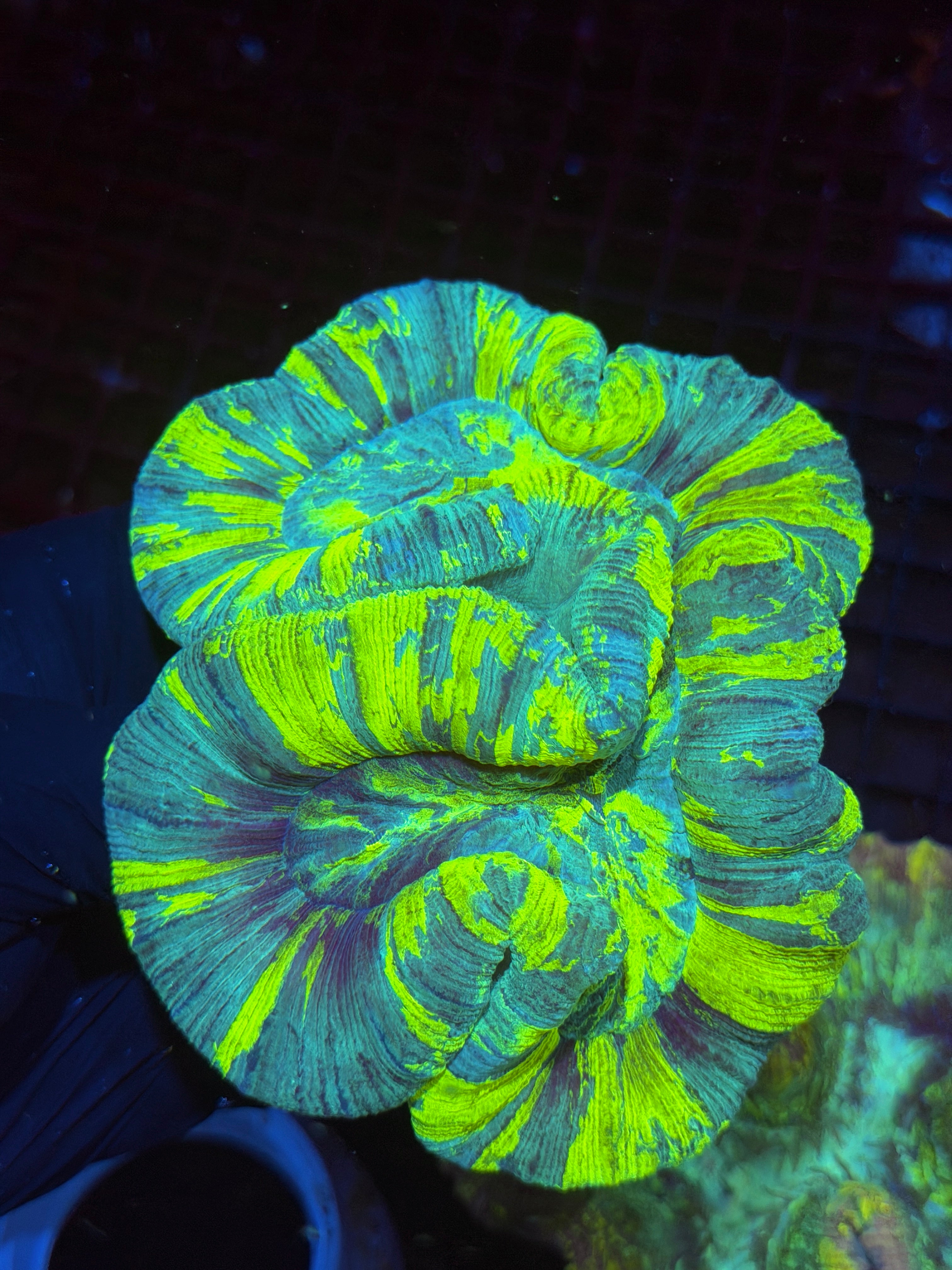 Insane Neon Yellow/Blue Trachyphyllia Meat Coral XXL Rare Colors 9/11