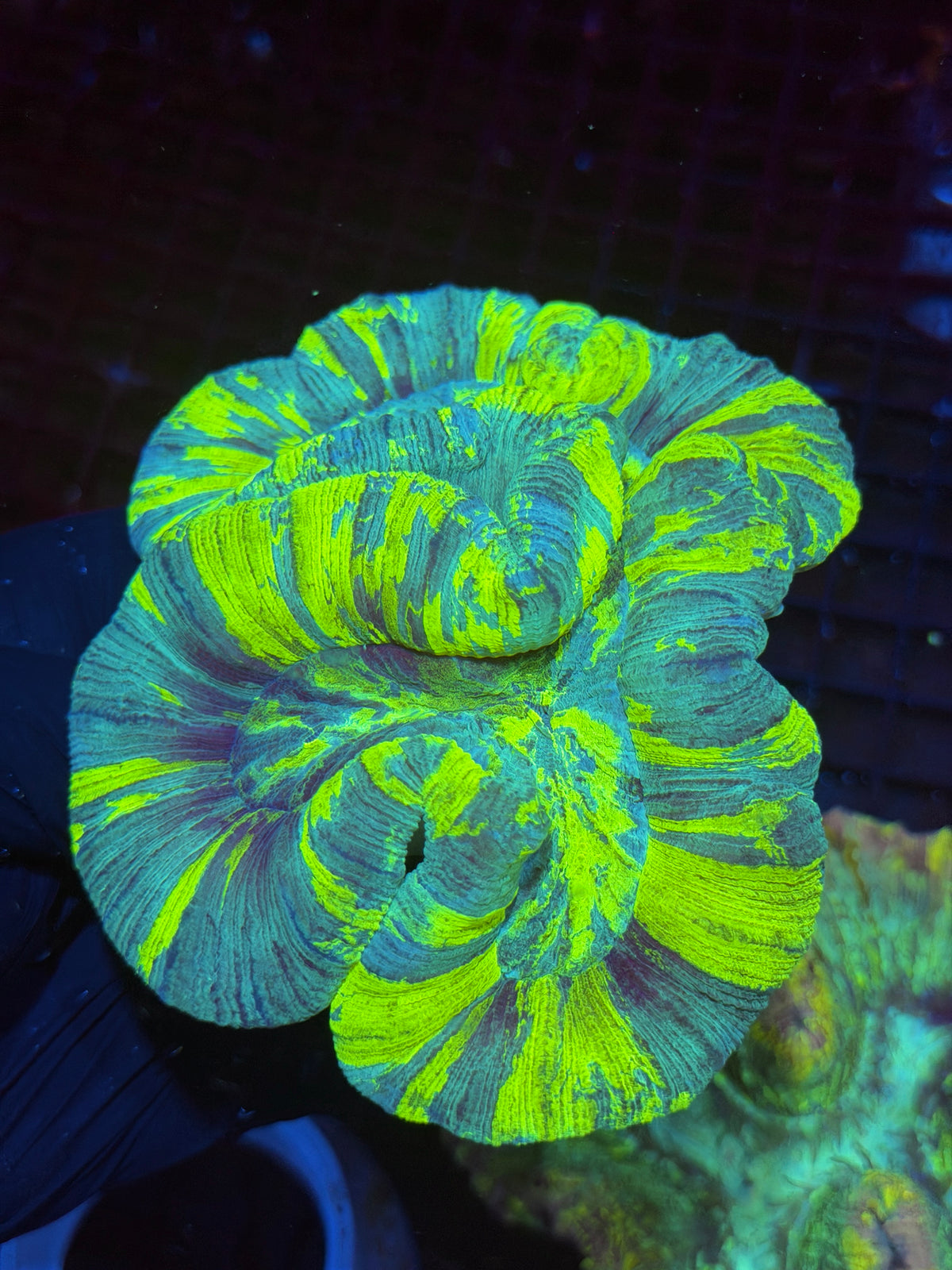 Insane Neon Yellow/Blue Trachyphyllia Meat Coral XXL Rare Colors 9/11