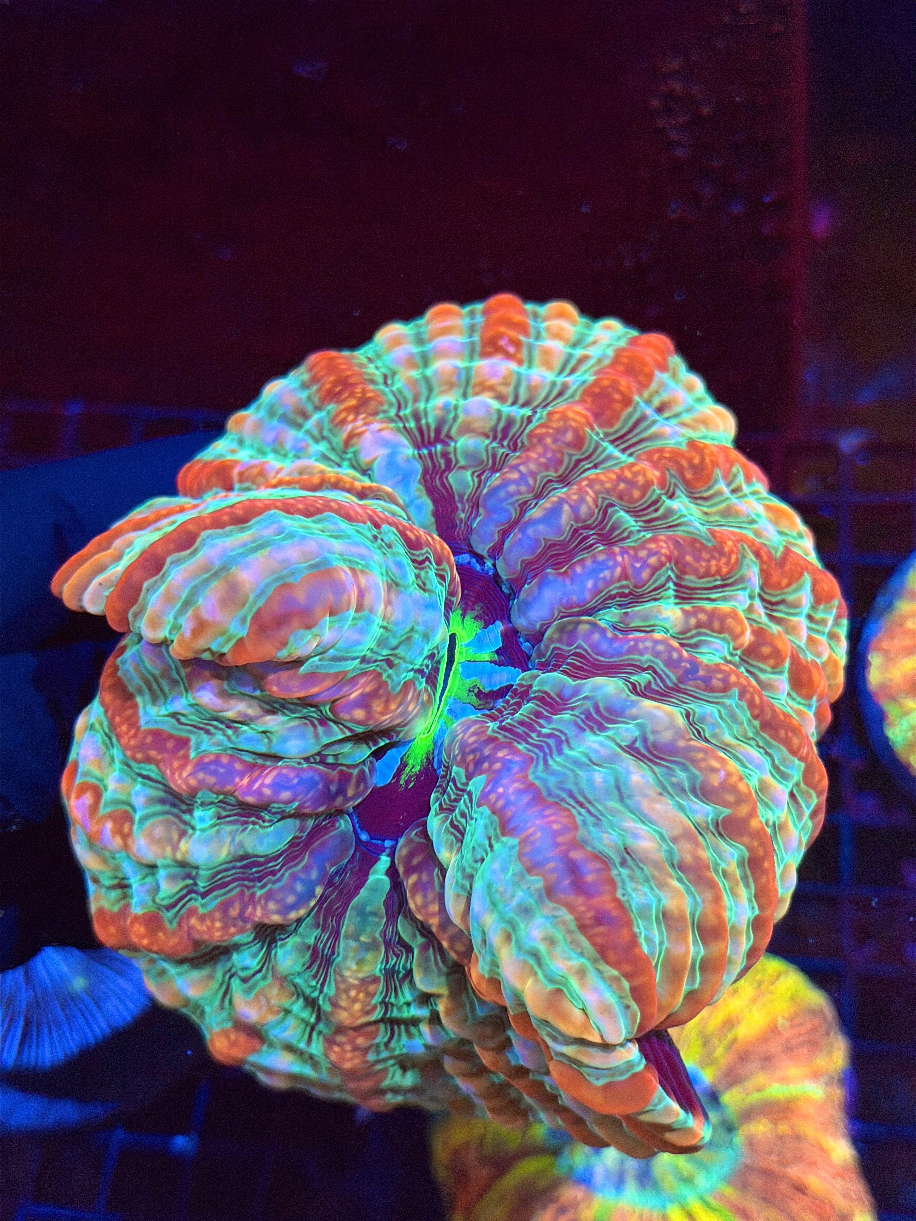 Rainbow Indophyllia Meat Coral XXL 9/11