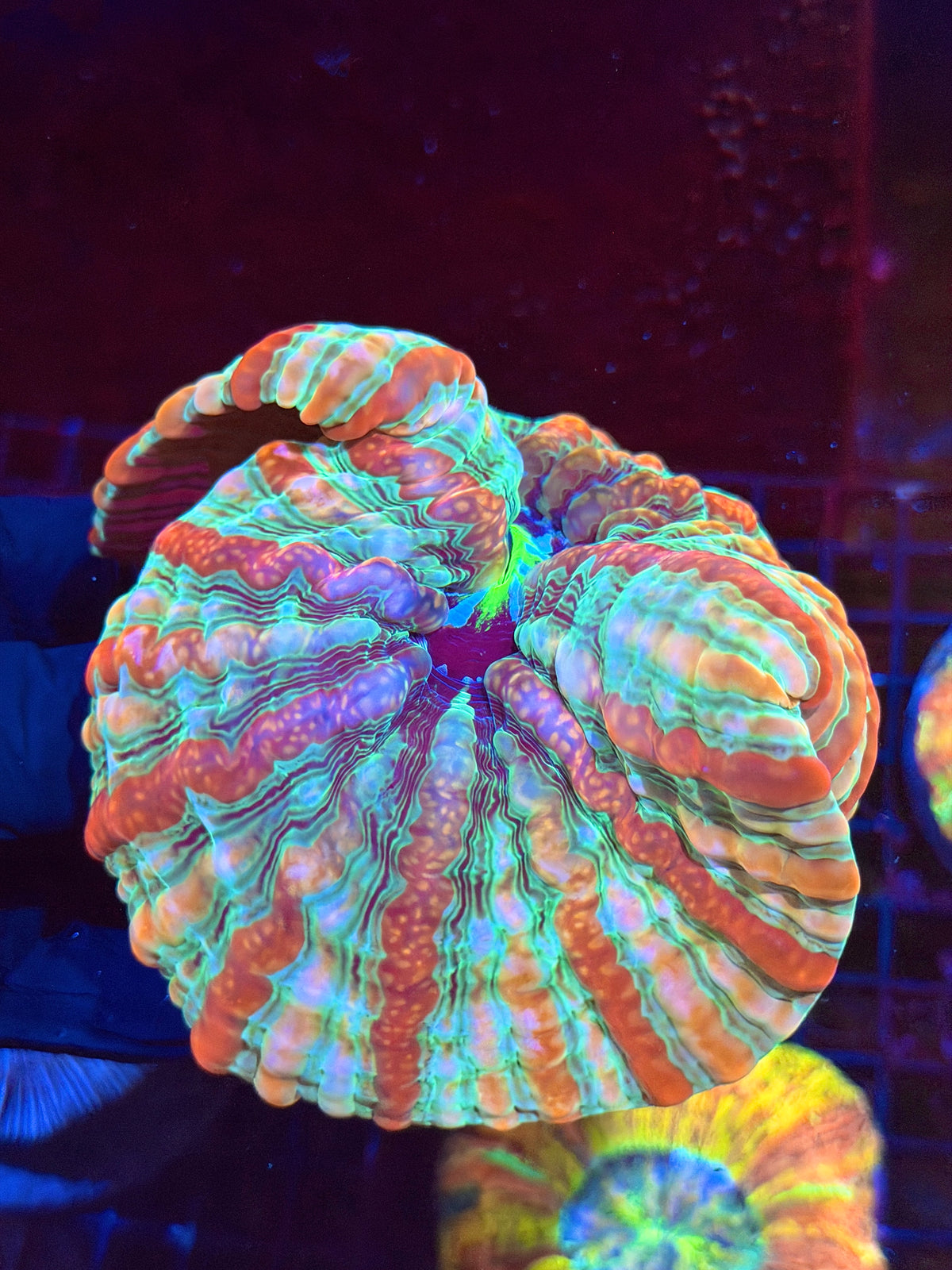 Rainbow Indophyllia Meat Coral XXL 9/11