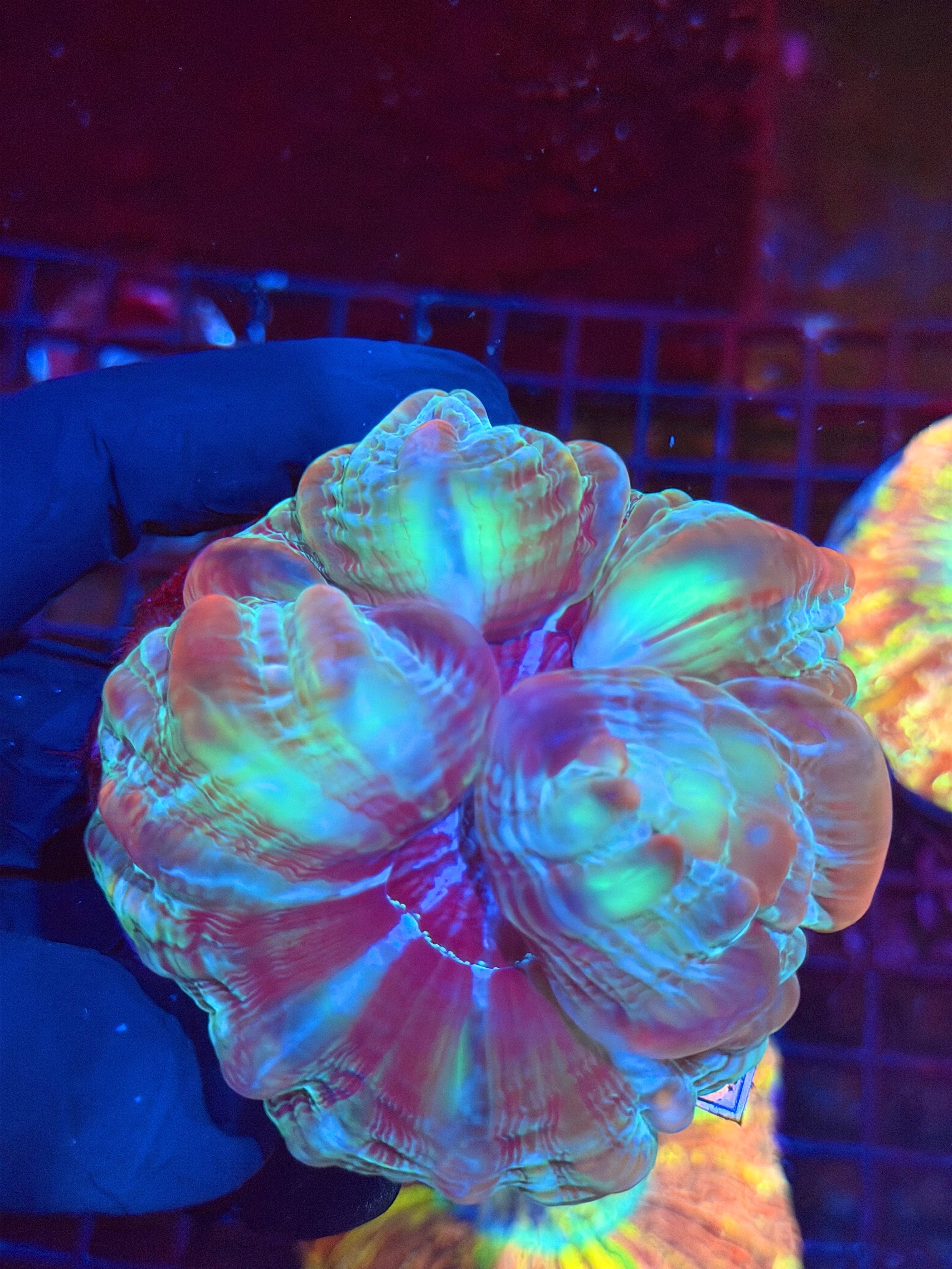 Multi Color Cynarina Meat Coral 9/11