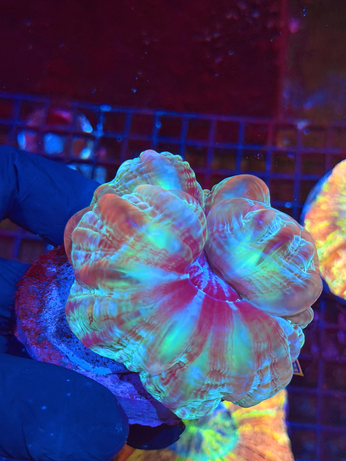 Multi Color Cynarina Meat Coral 9/11