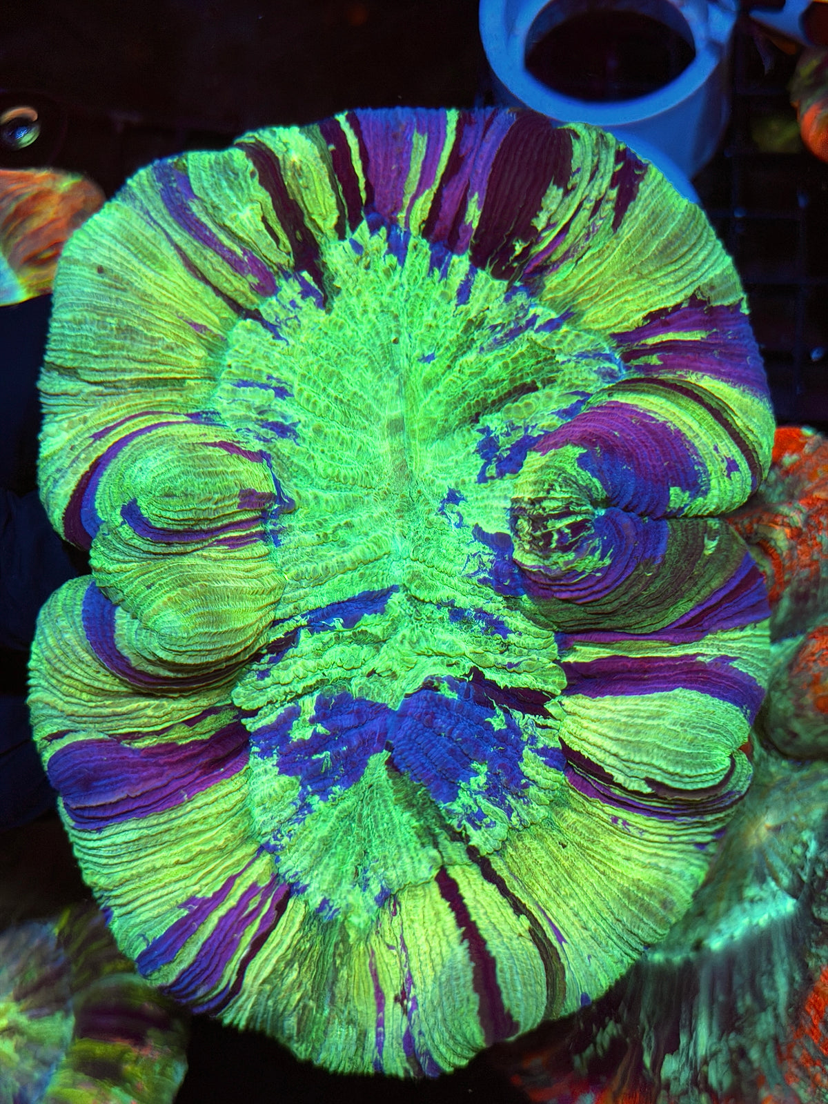 Insane Trachyphyllia Meat Coral XXL Show Piece 9/11