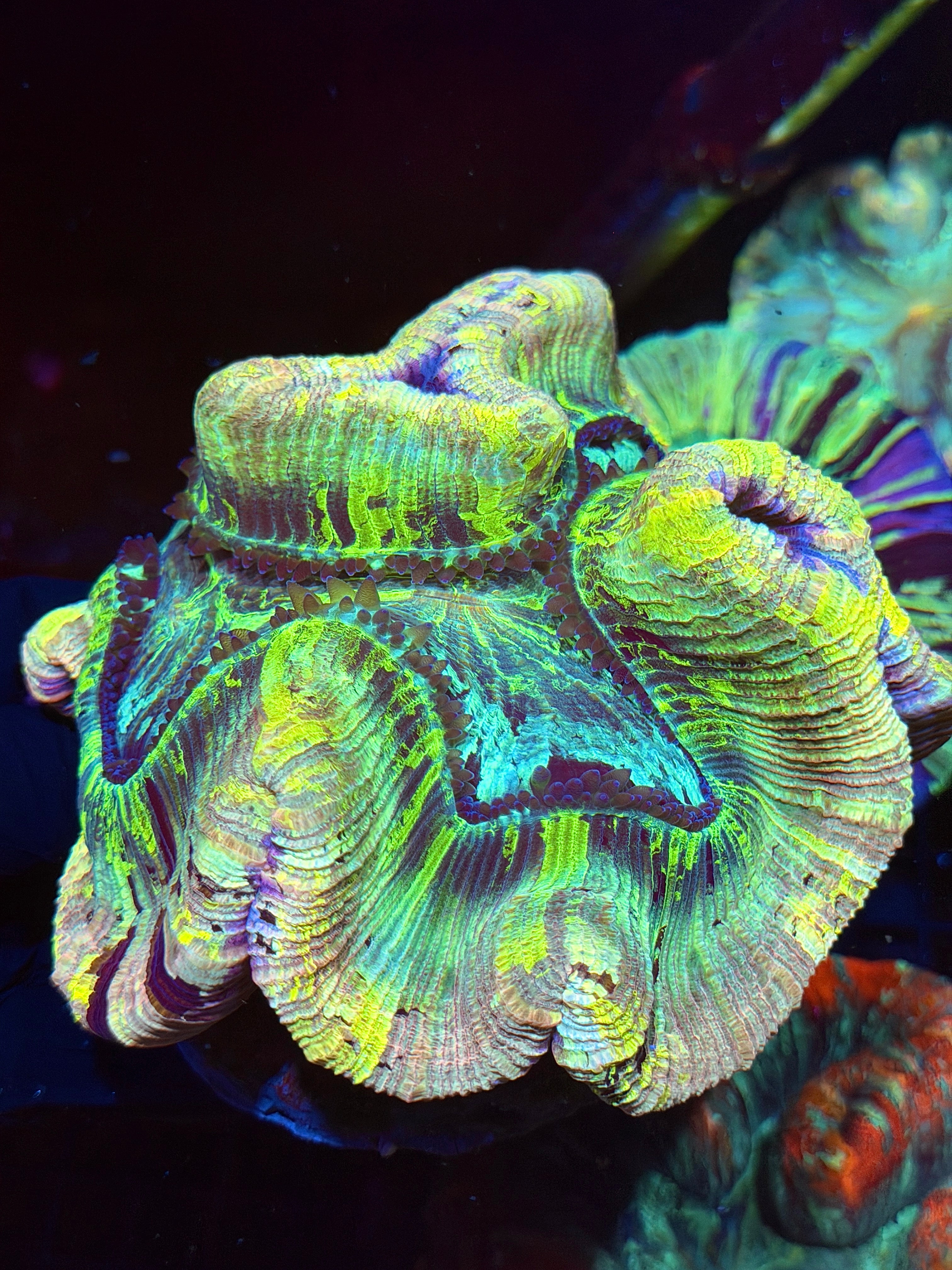 Pink Rainbow Trachyphyllia Meat Coral XXL Show Piece 9/11