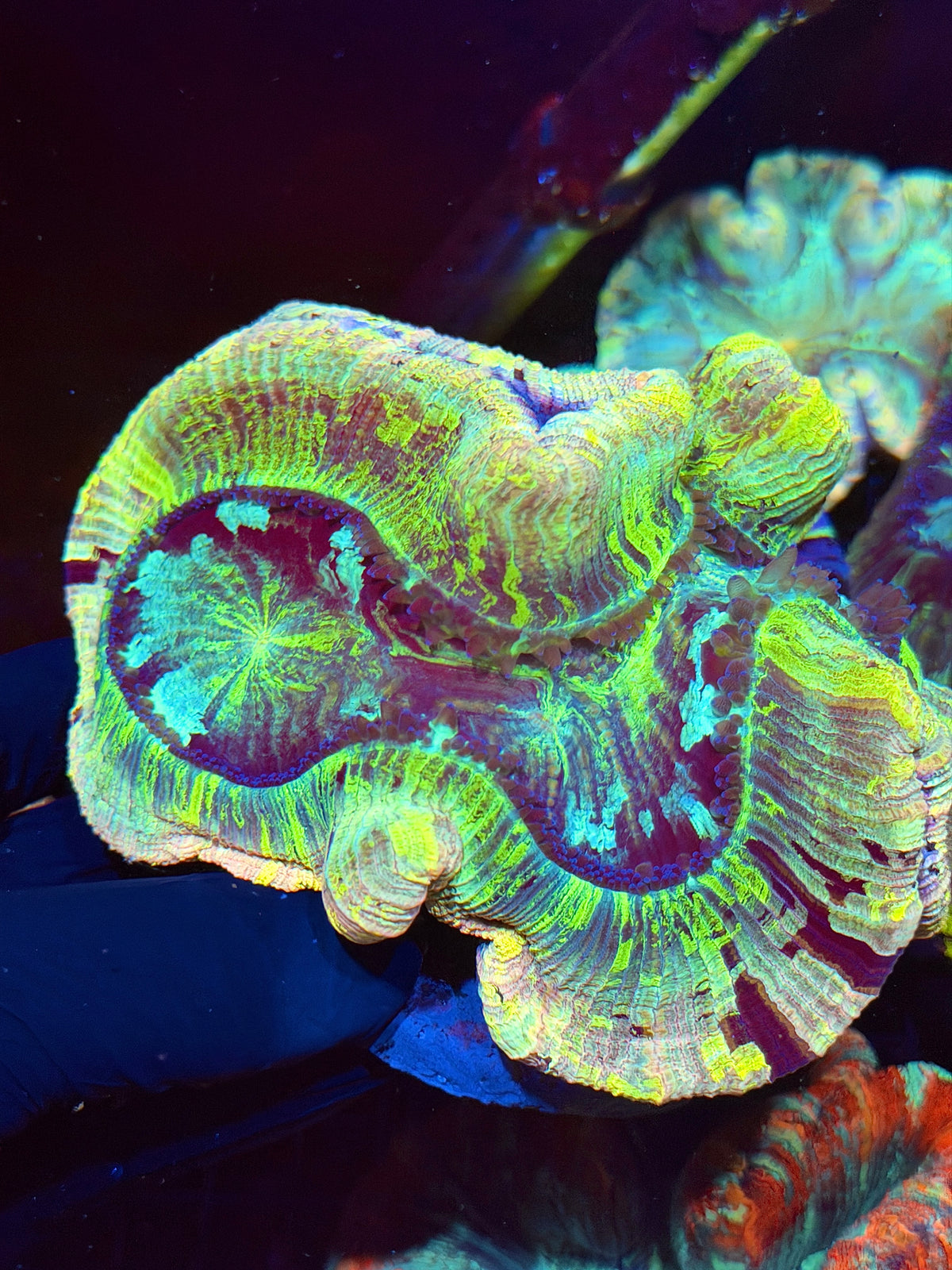 Pink Rainbow Trachyphyllia Meat Coral XXL Show Piece 9/11