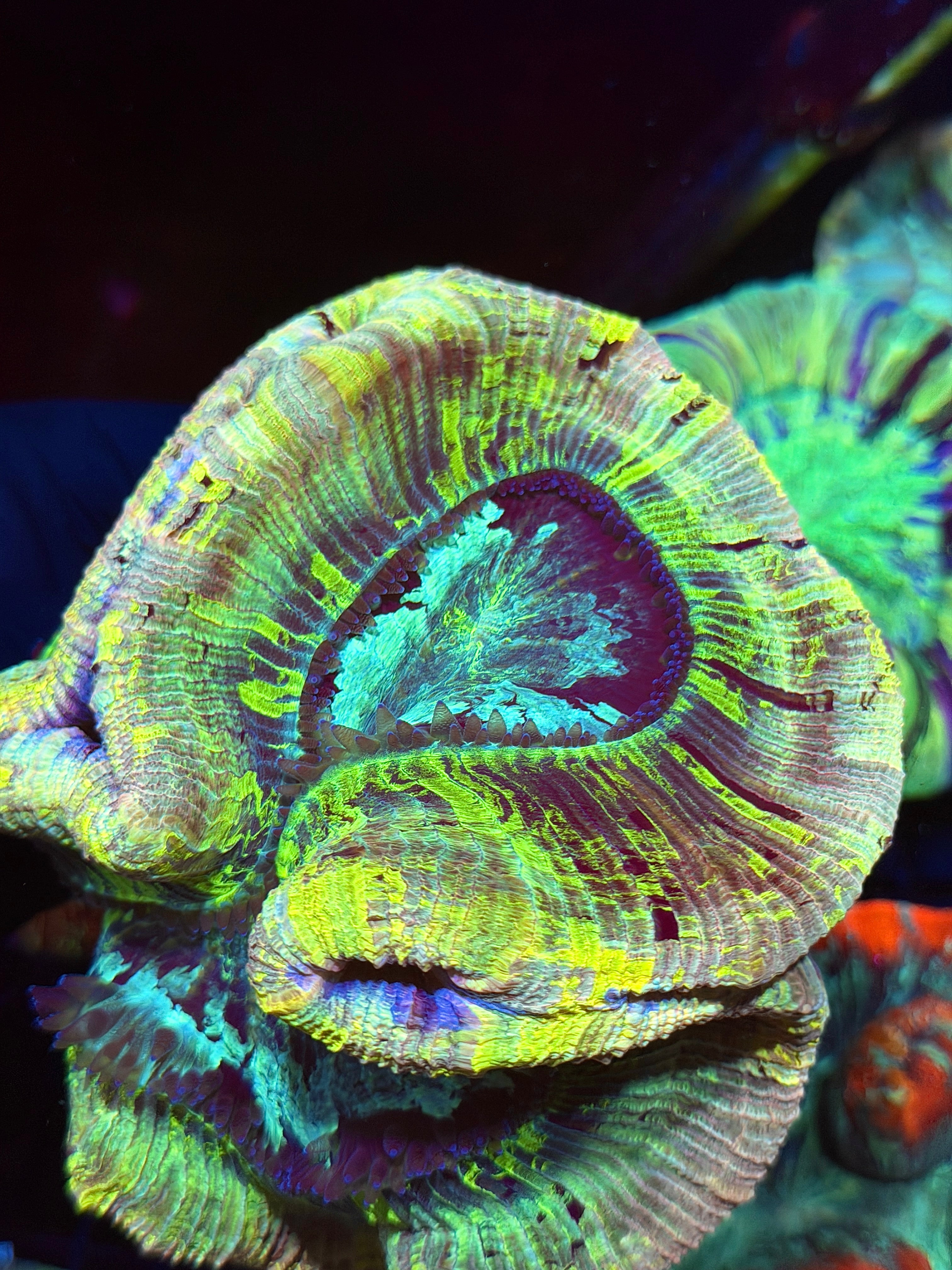 Pink Rainbow Trachyphyllia Meat Coral XXL Show Piece 9/11