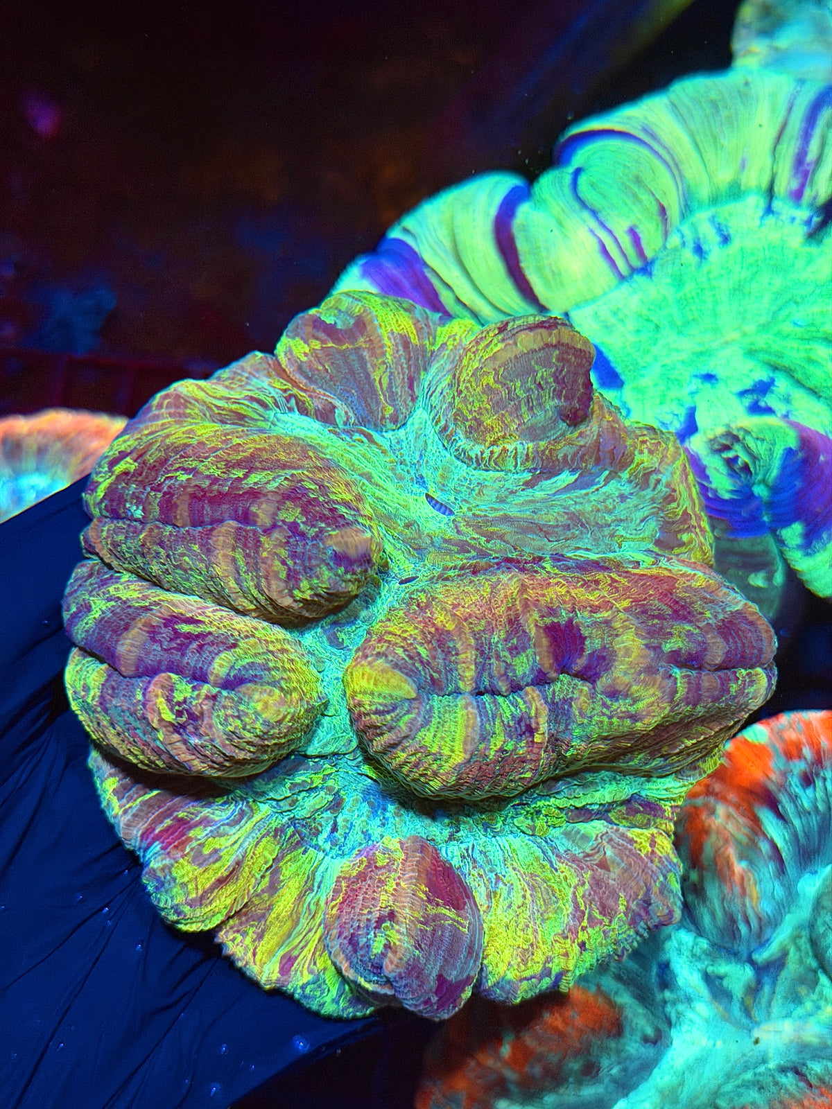 Rainbow Trachyphyllia Meat Coral 9/11