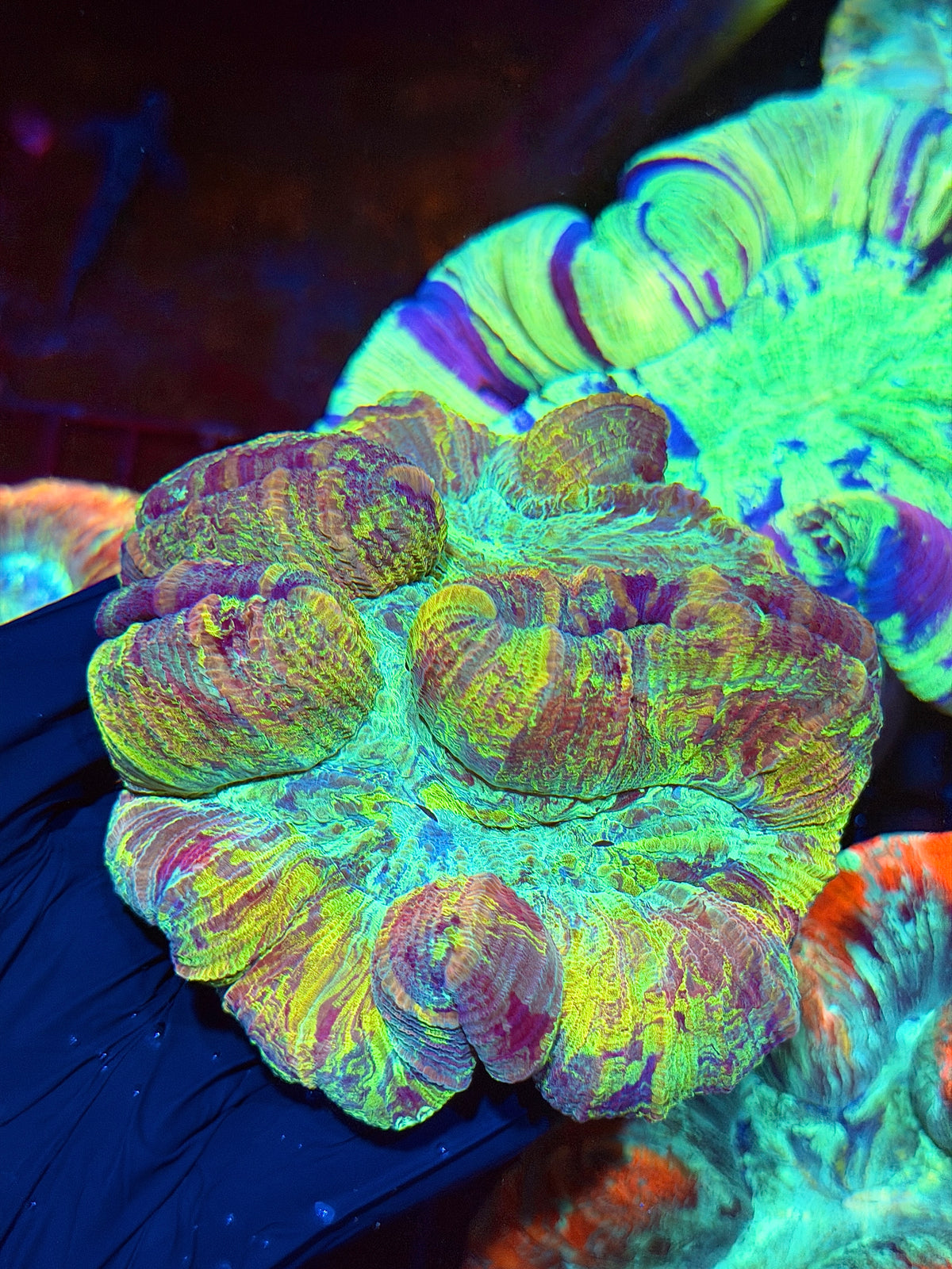Rainbow Trachyphyllia Meat Coral 9/11