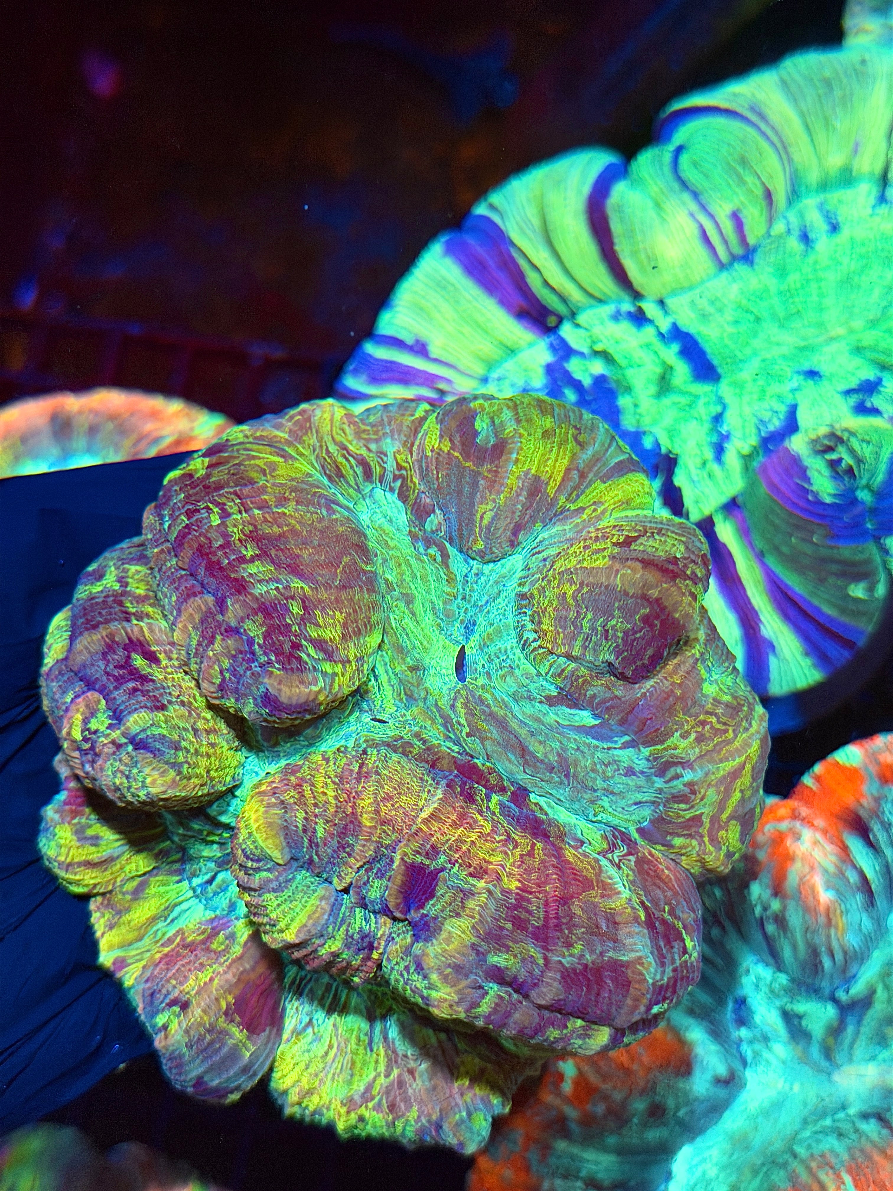 Rainbow Trachyphyllia Meat Coral 9/11