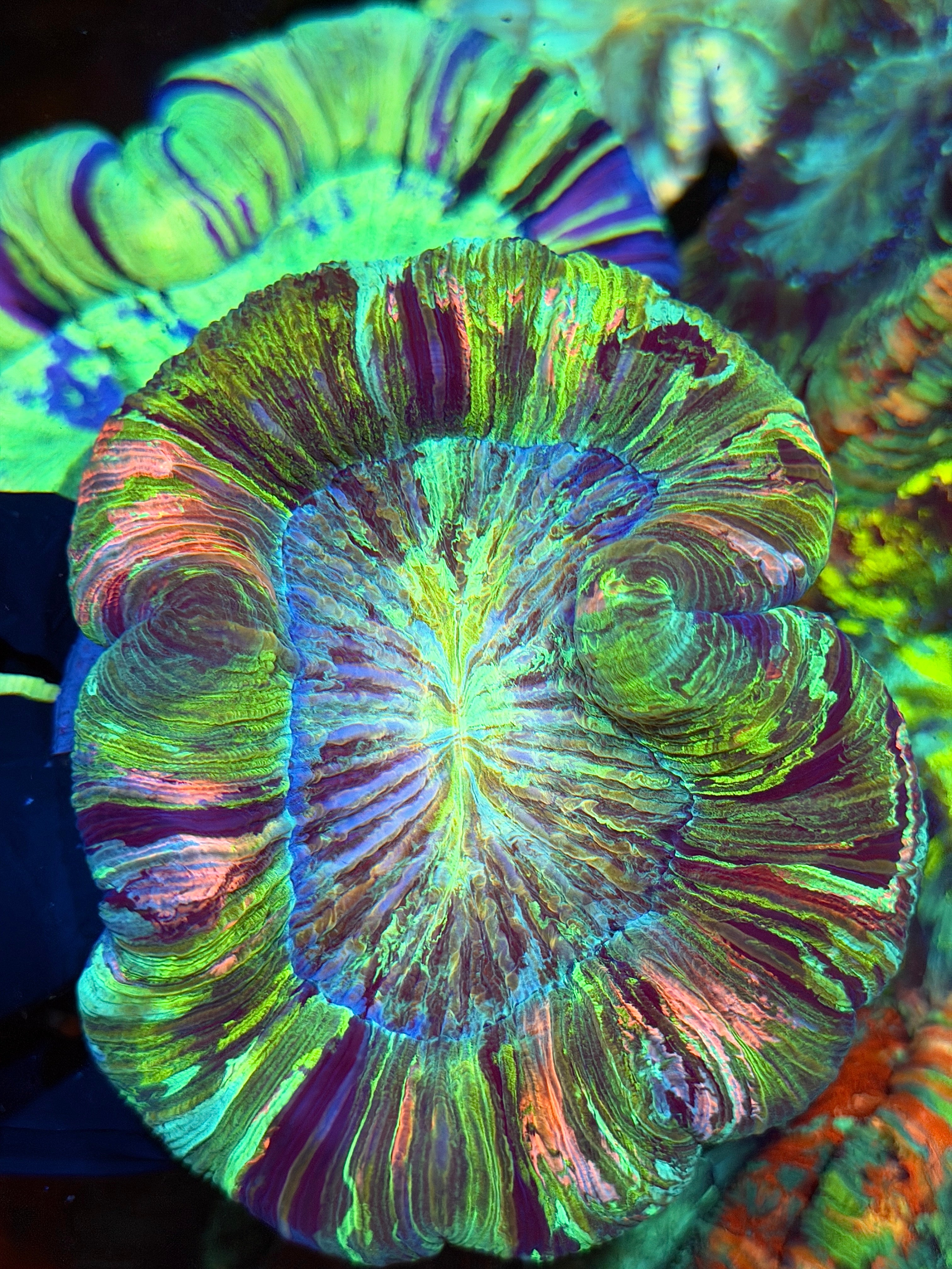 Insane Striped Rainbow Trachyphyllia Meat Coral XL 9/11