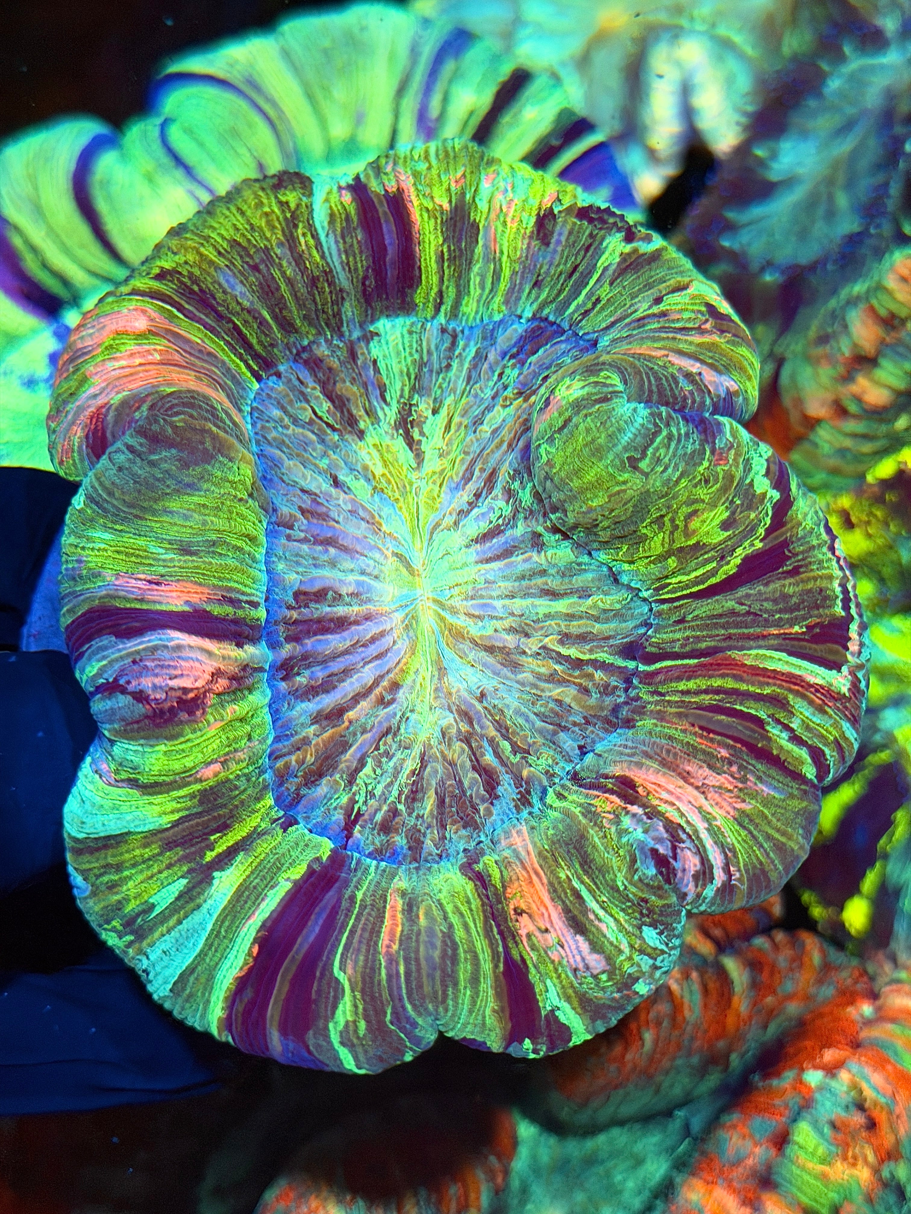 Insane Striped Rainbow Trachyphyllia Meat Coral XL 9/11
