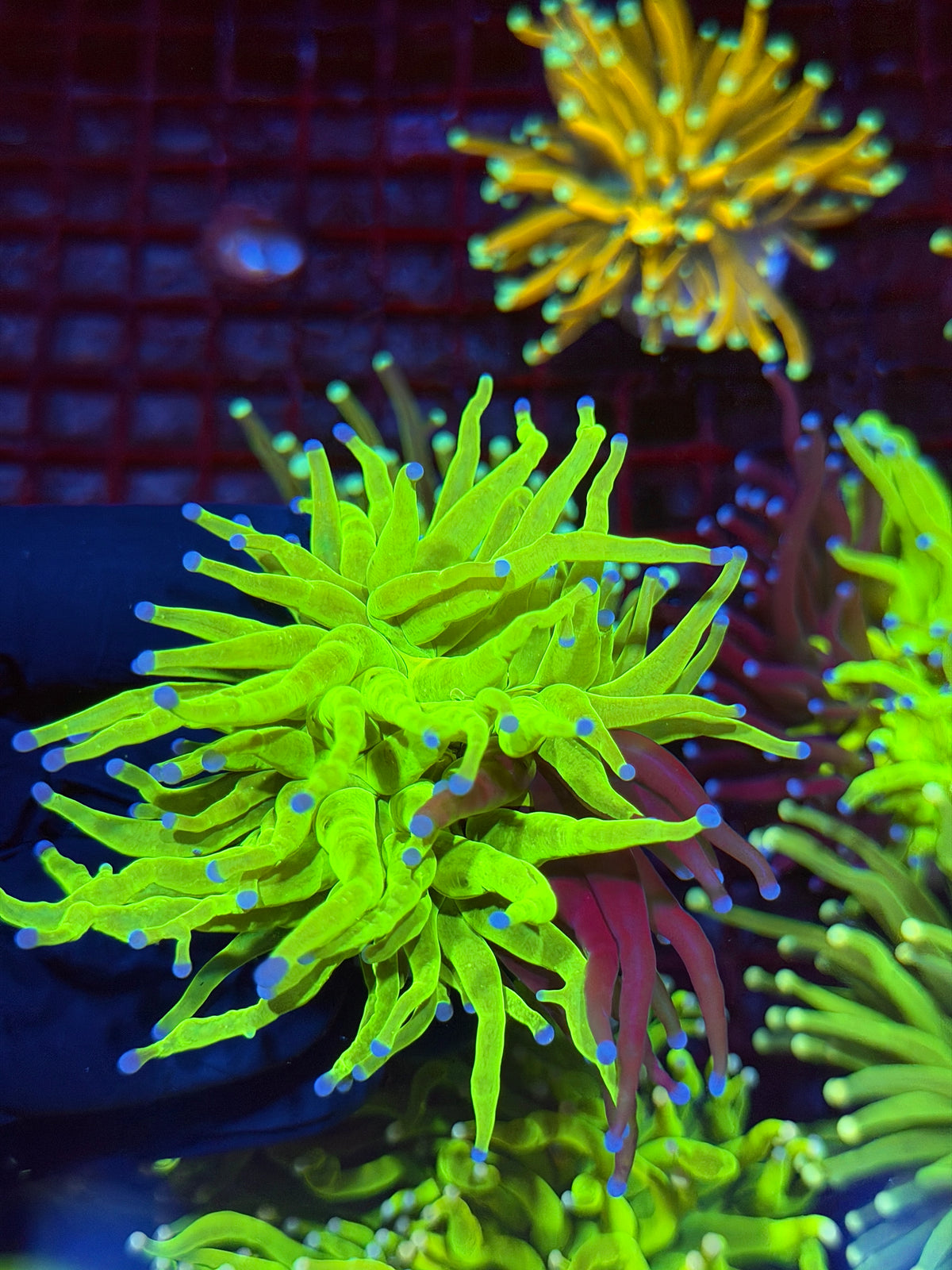 JEA Grafted Holy Grail Torch Coral 1 XL Head 9/11