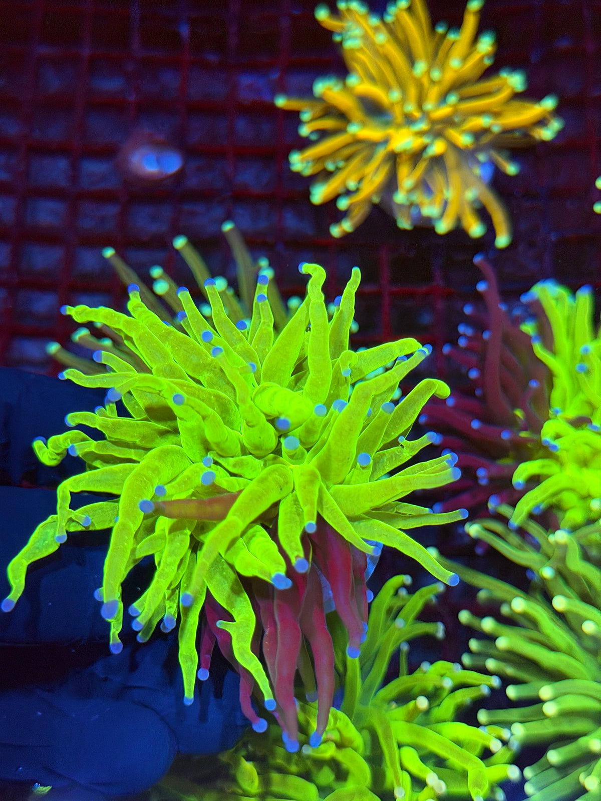 JEA Grafted Holy Grail Torch Coral 1 XL Head 9/11