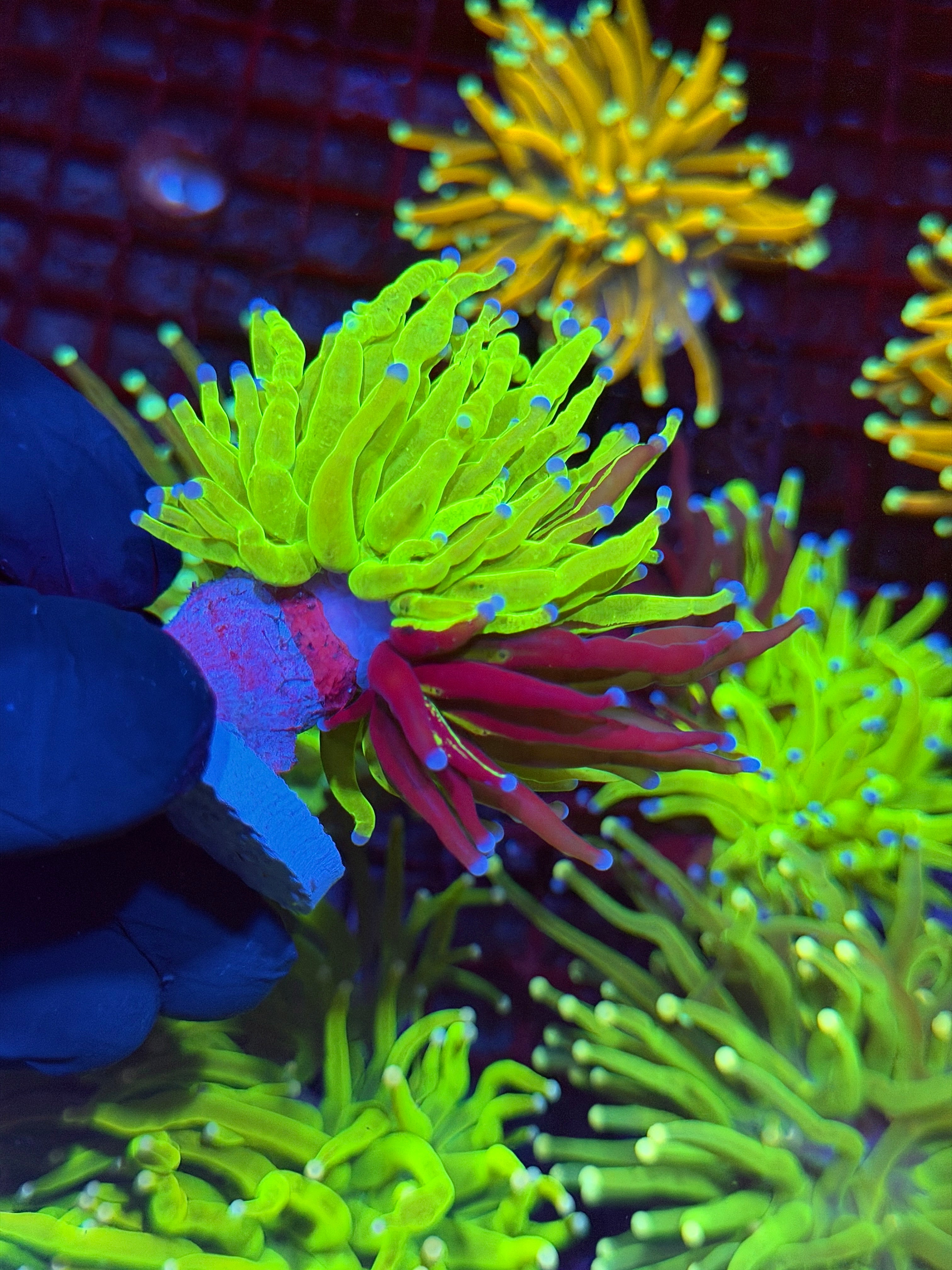 JEA Grafted Holy Grail Torch Coral 1 XL Head 9/11