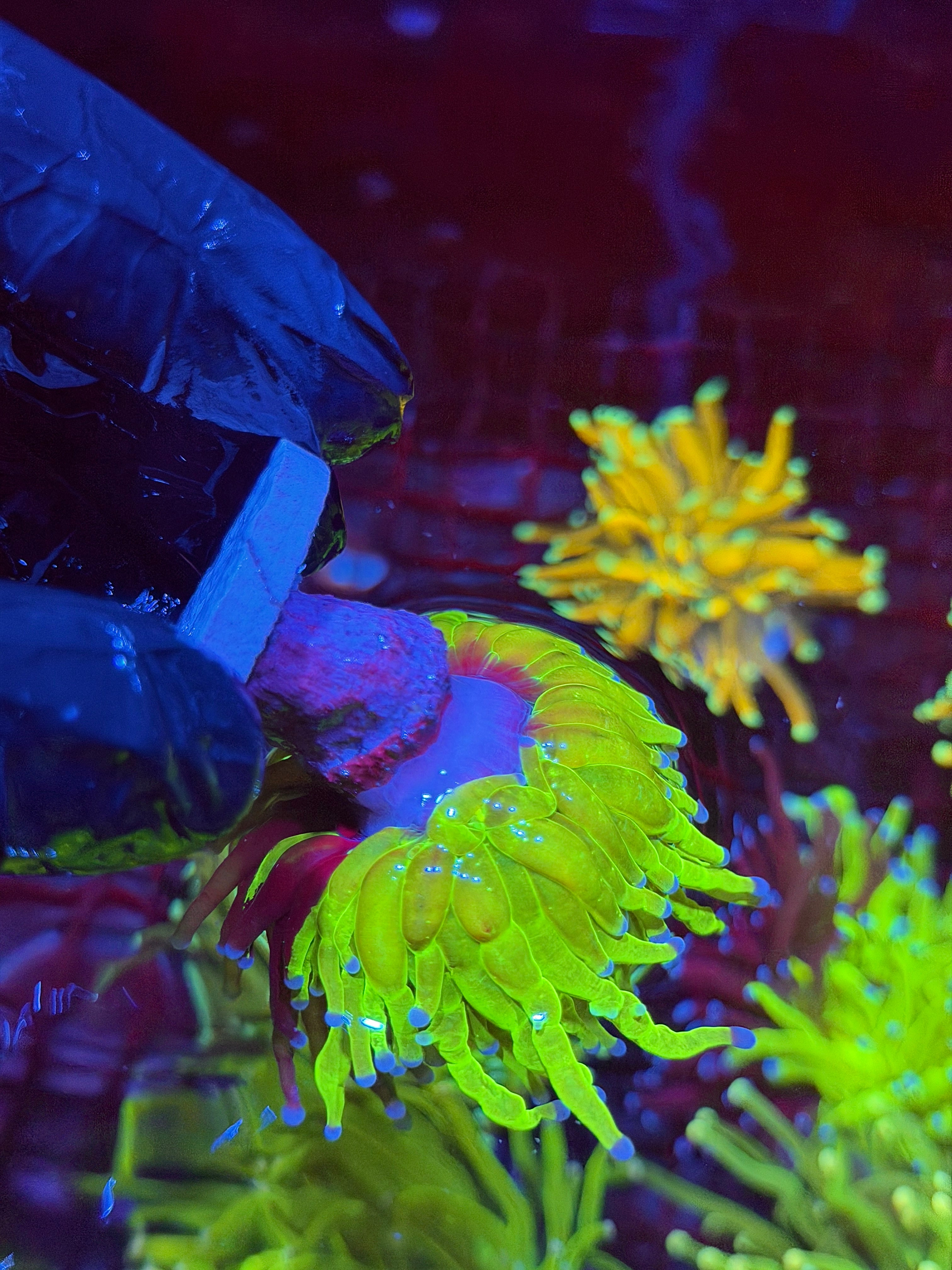 JEA Grafted Holy Grail Torch Coral 1 XL Head 9/11