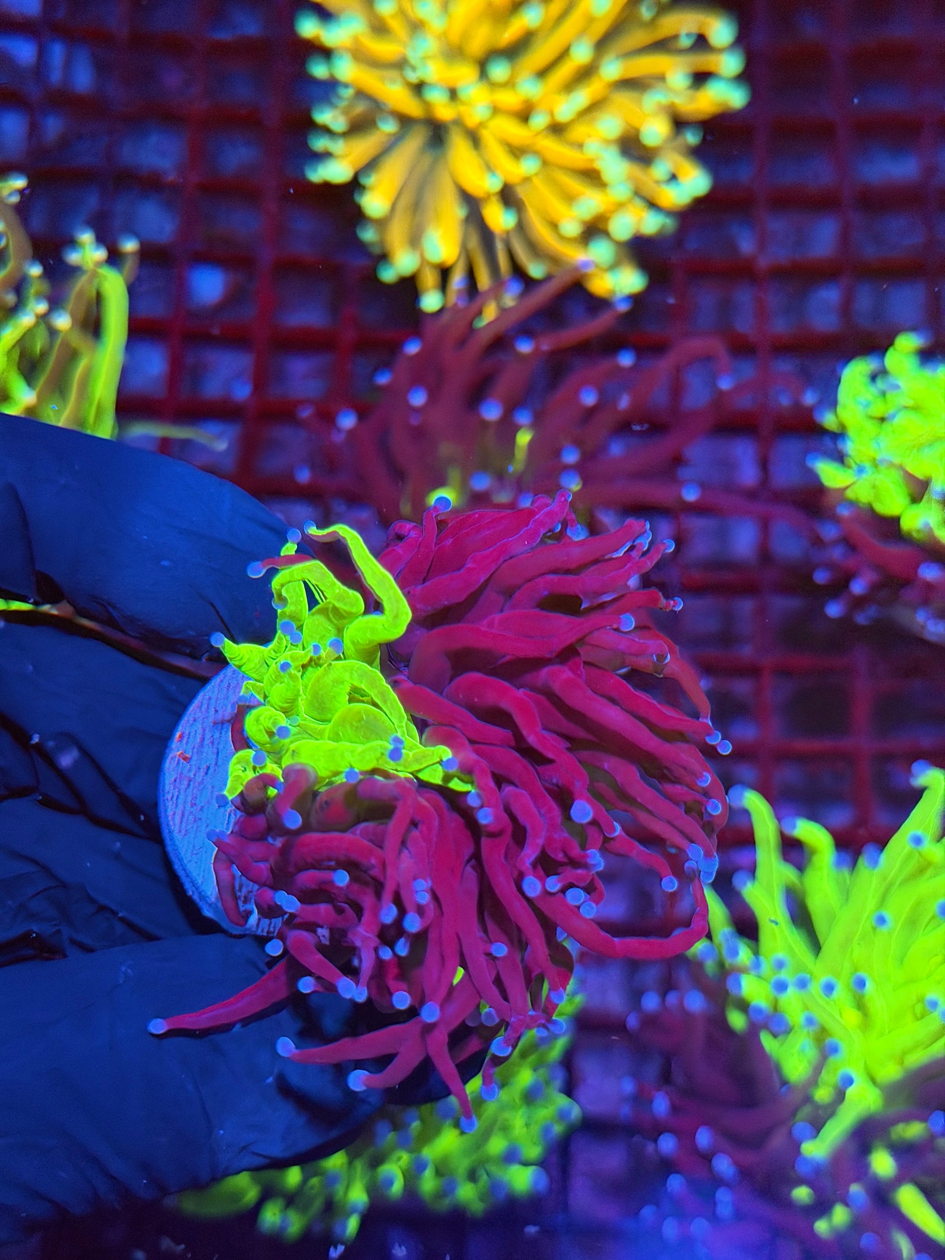 JEA Grafted Holy Grail Torch Coral 1 XXL Head 9/11
