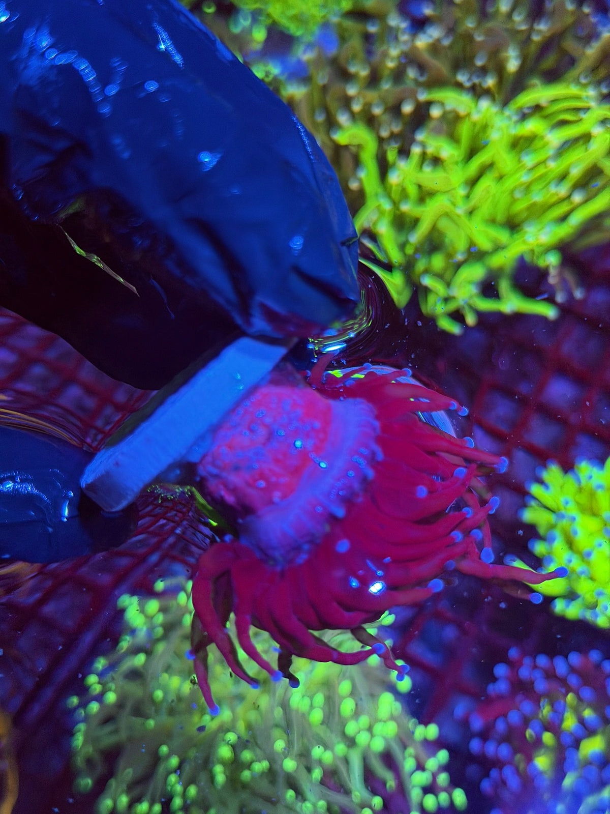 JEA Grafted Holy Grail Torch Coral 1 XXL Head 9/11