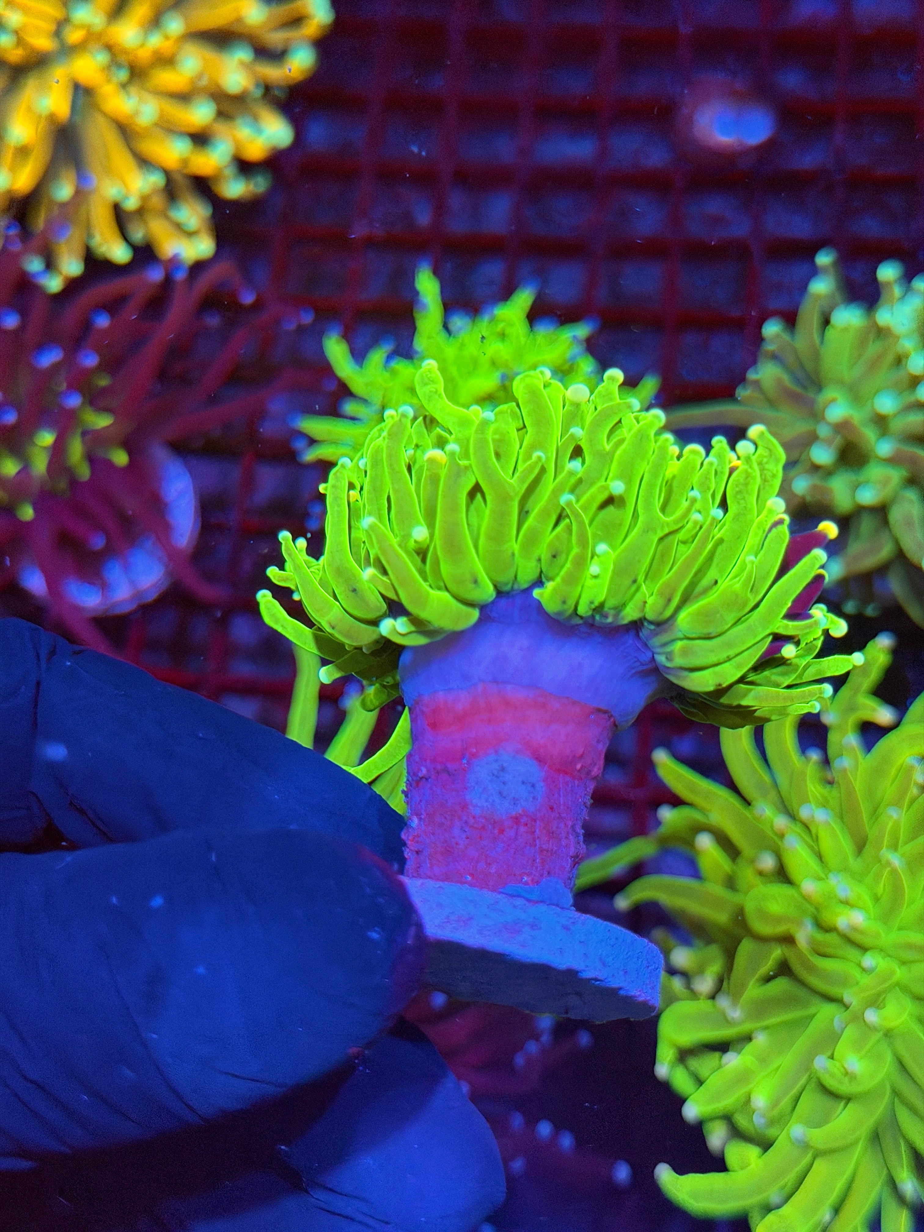 JEA Grafted Sweet Tarts Holy Grail/ Joker RARE 4 Tip Colors 9/11