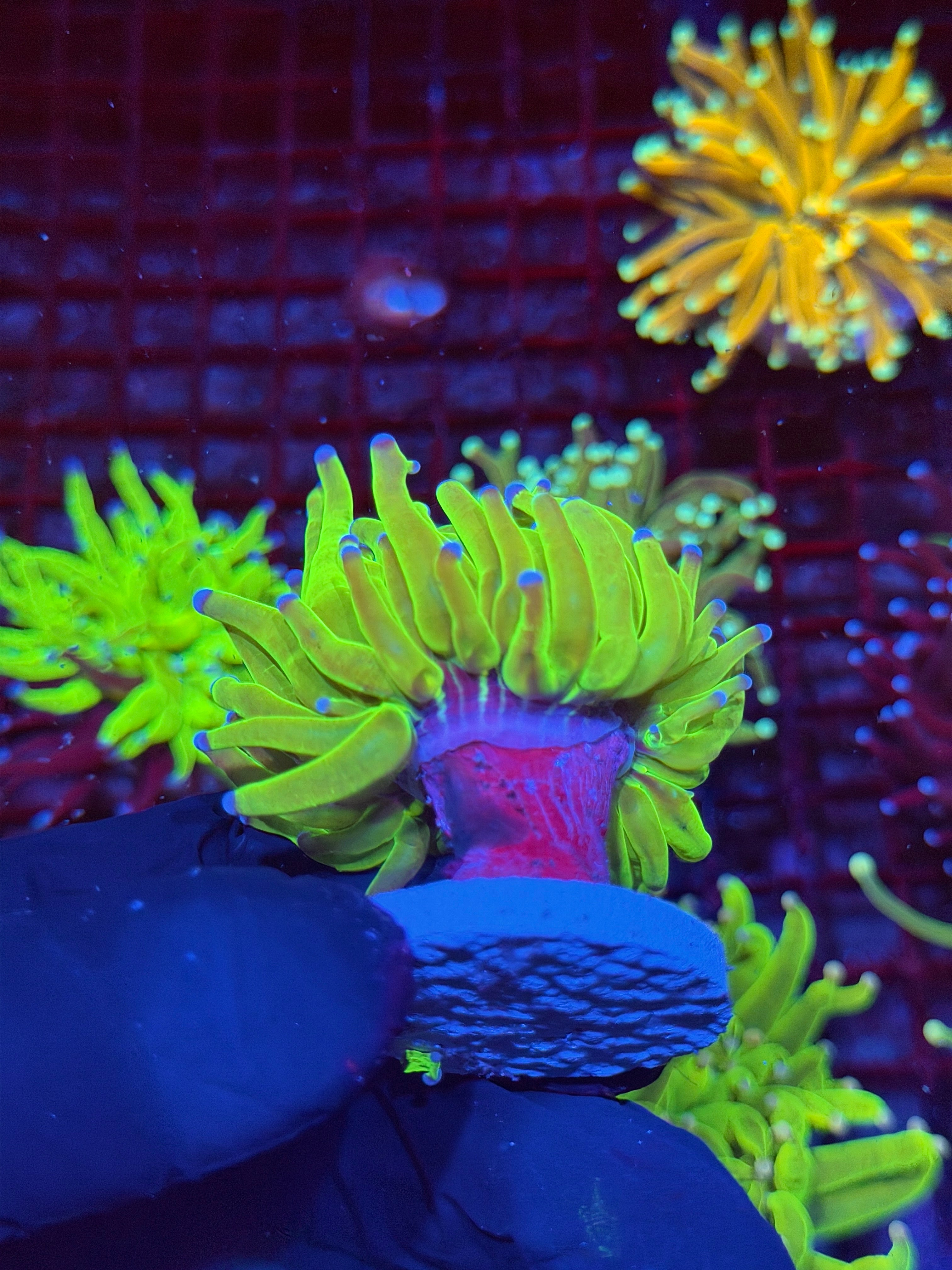 JEA 24K Holy Grail Torch Coral 1 XL head 9/11