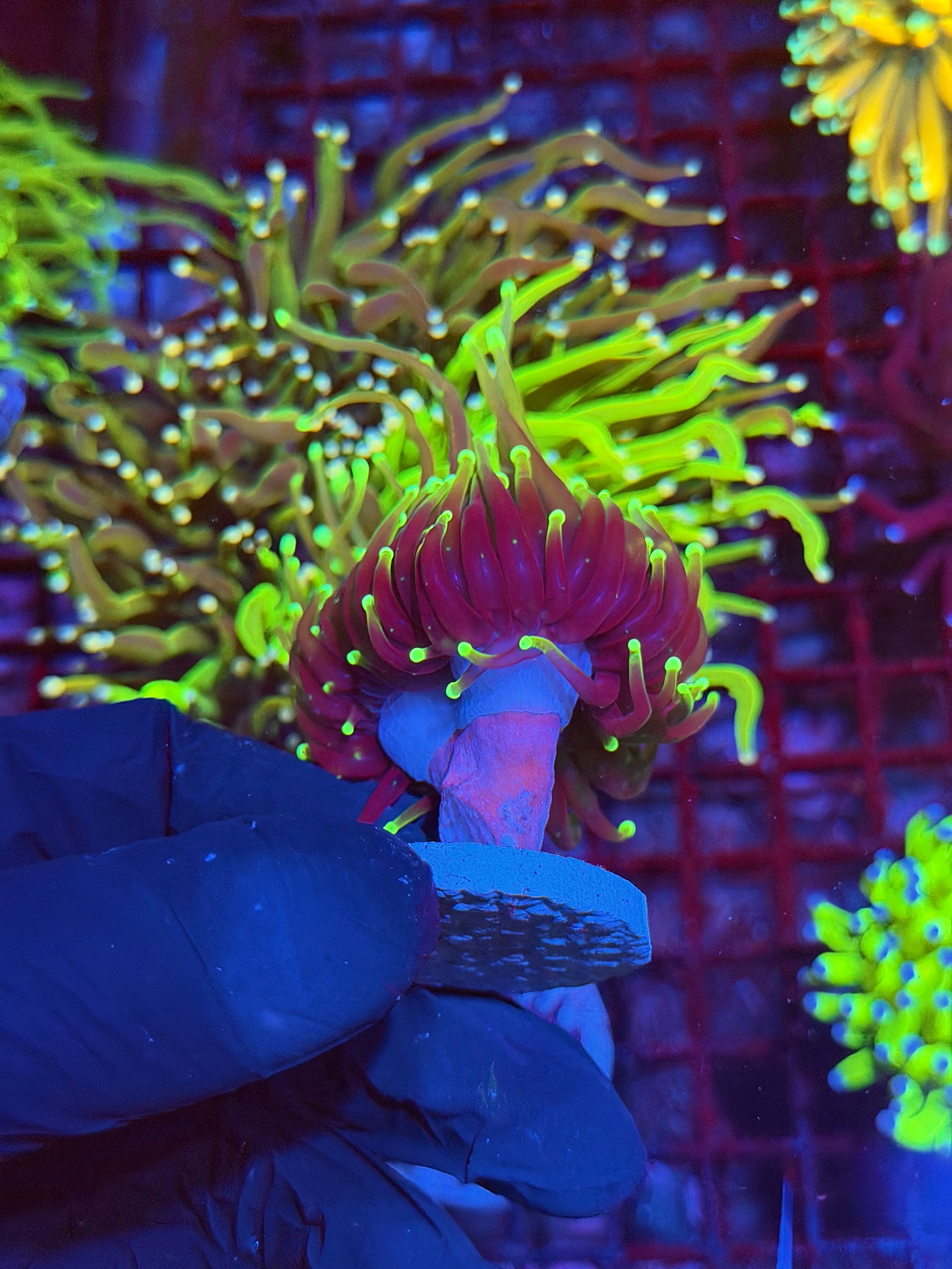 JEA Dragon Fire Torch Coral 2 Heads XL 9/11