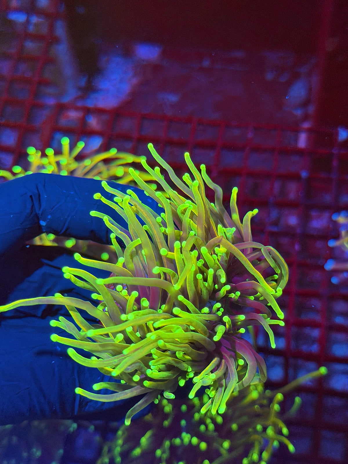 JEA Dragon Fire Torch Coral Mini Colony Heads SPlitting to 4 XXL 9/11