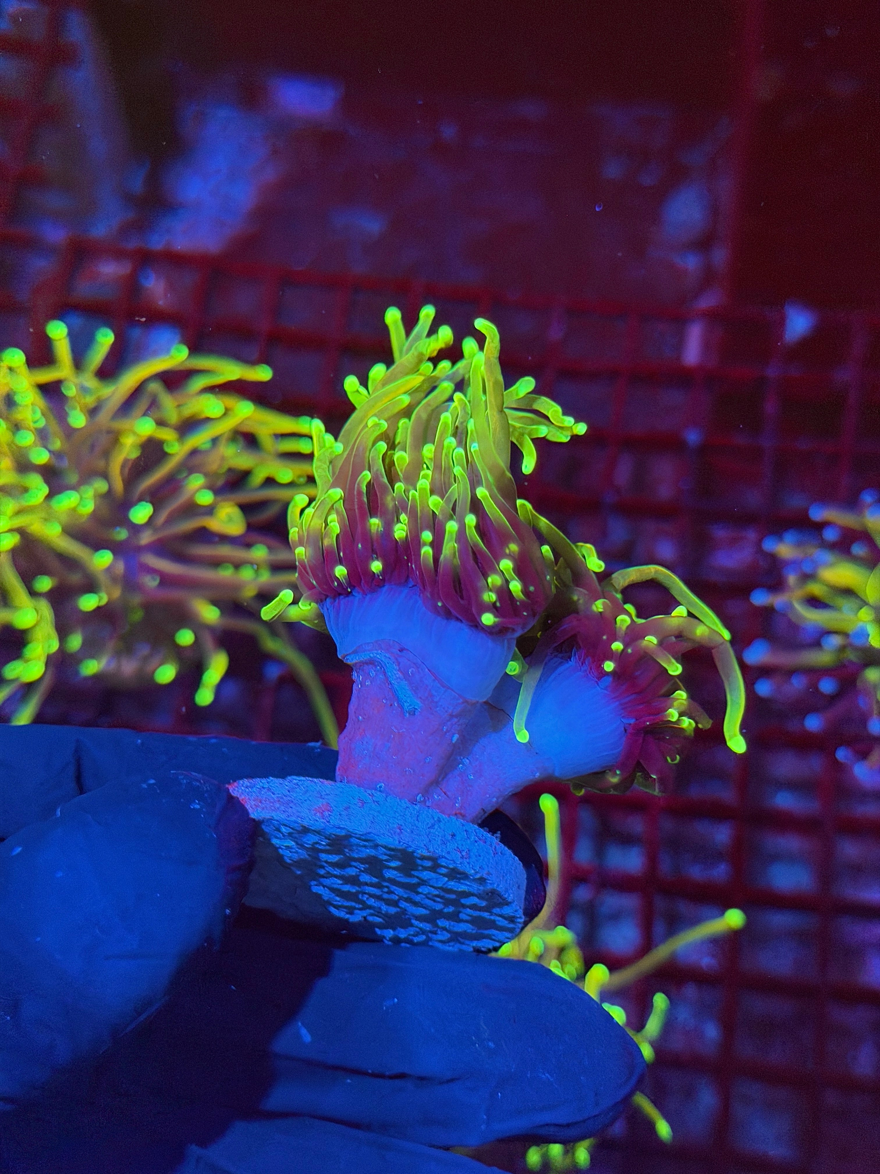 JEA Dragon Fire Torch Coral Mini Colony Heads SPlitting to 4 XXL 9/11
