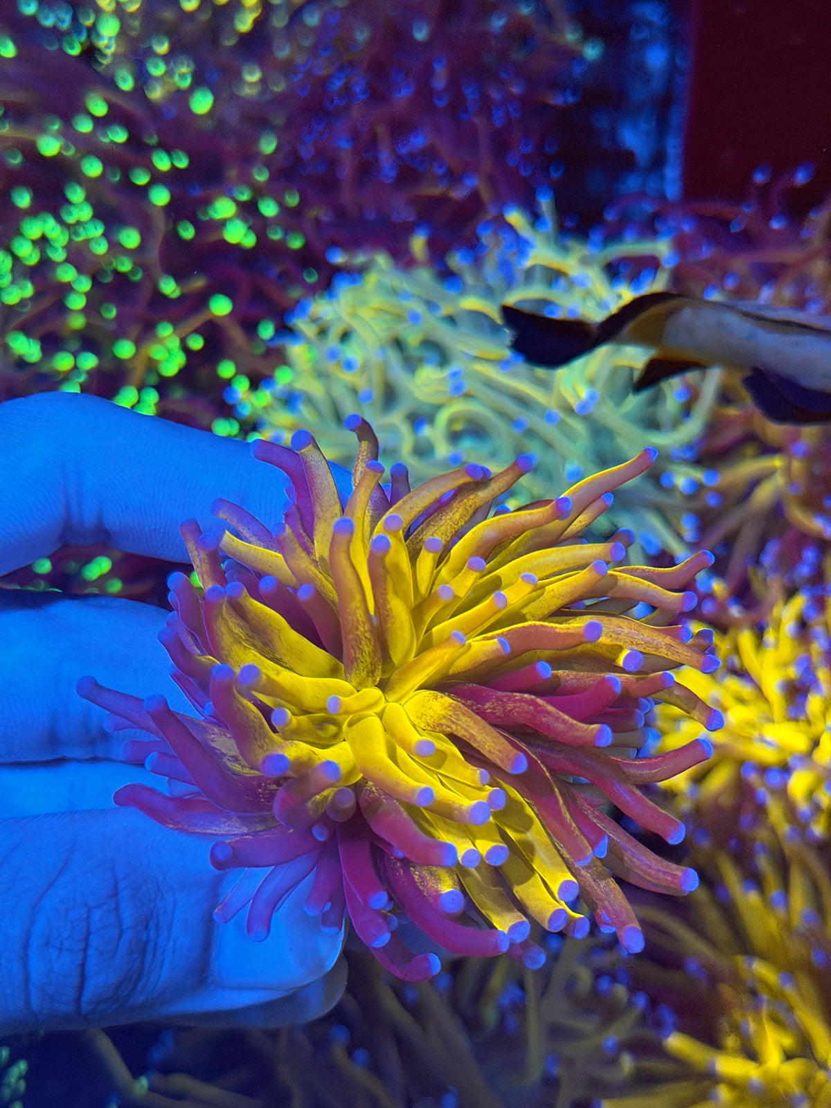 JEA Grafted Fat Stalk Orange Tiger Torch Coral 1 XL Head 9/11