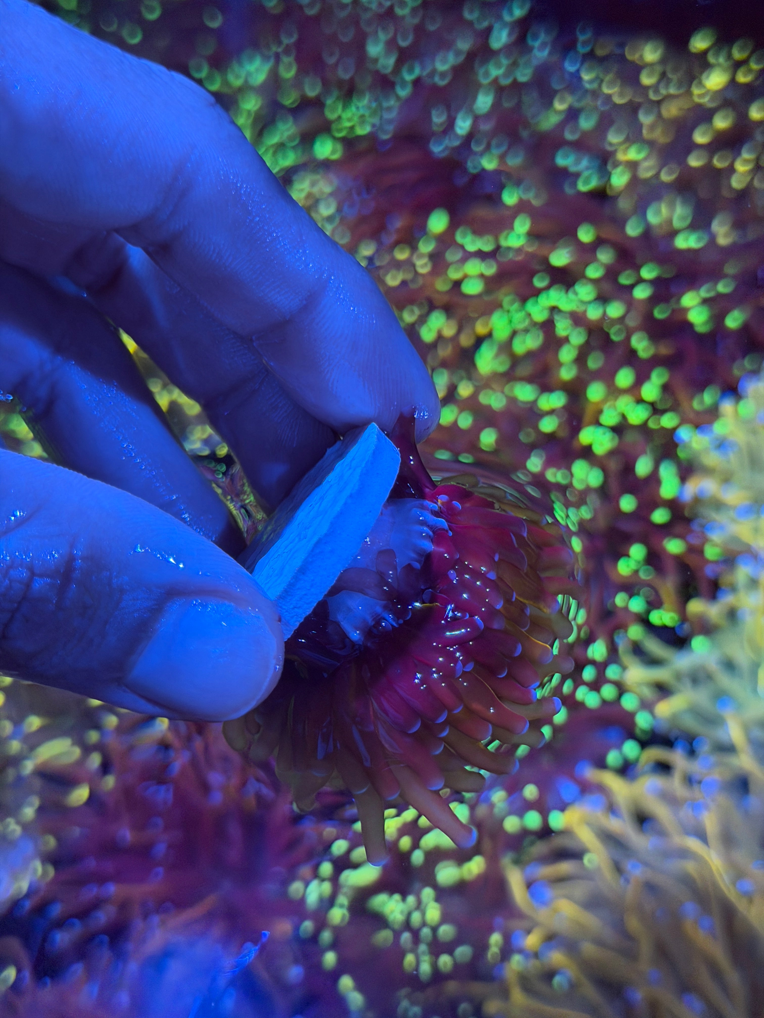 JEA Grafted Fat Stalk Orange Tiger Torch Coral 1 XL Head 9/11