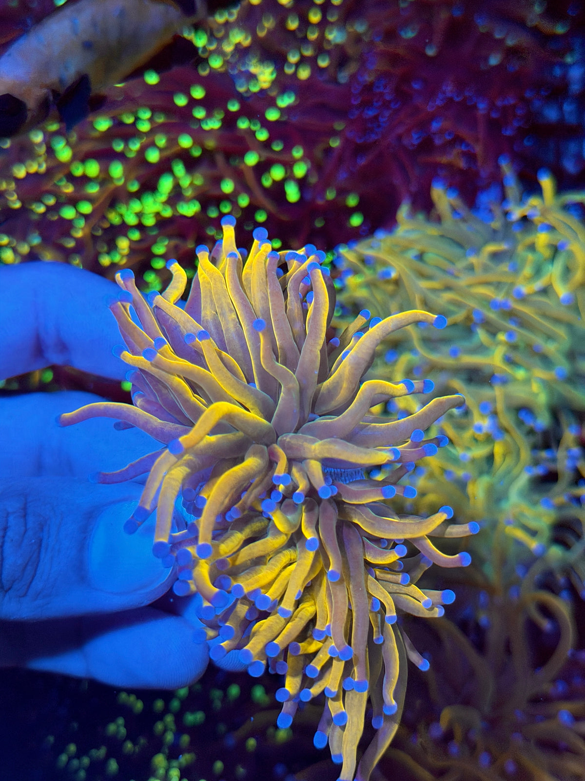 JEA Sun Goddess Torch Coral 2 XXL Heads Splitting 9/11