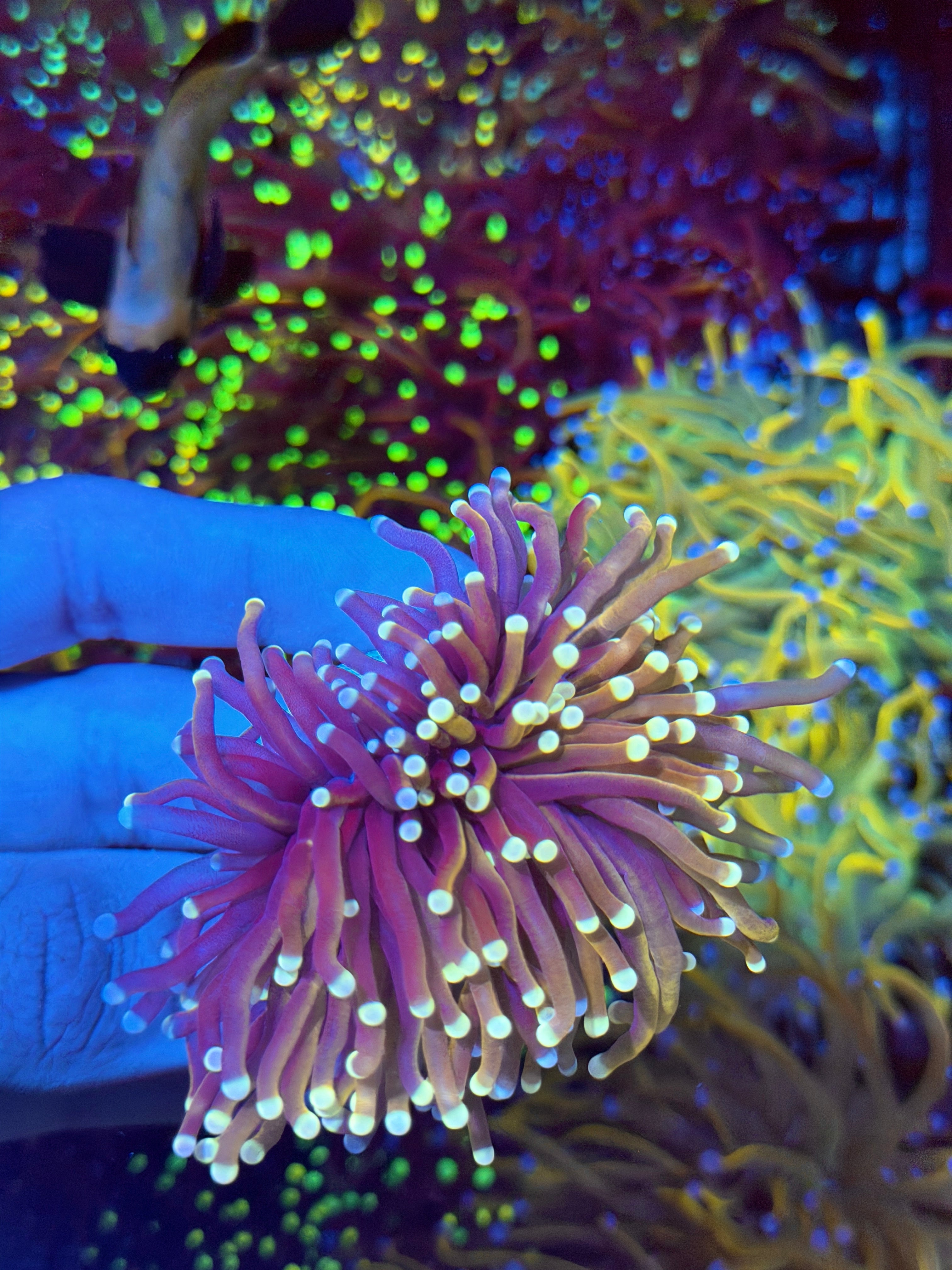 JEA Purple Haze Torch Coral 1 XXL Head Splitting Half Purple/Half Peach Tentacles 9/11