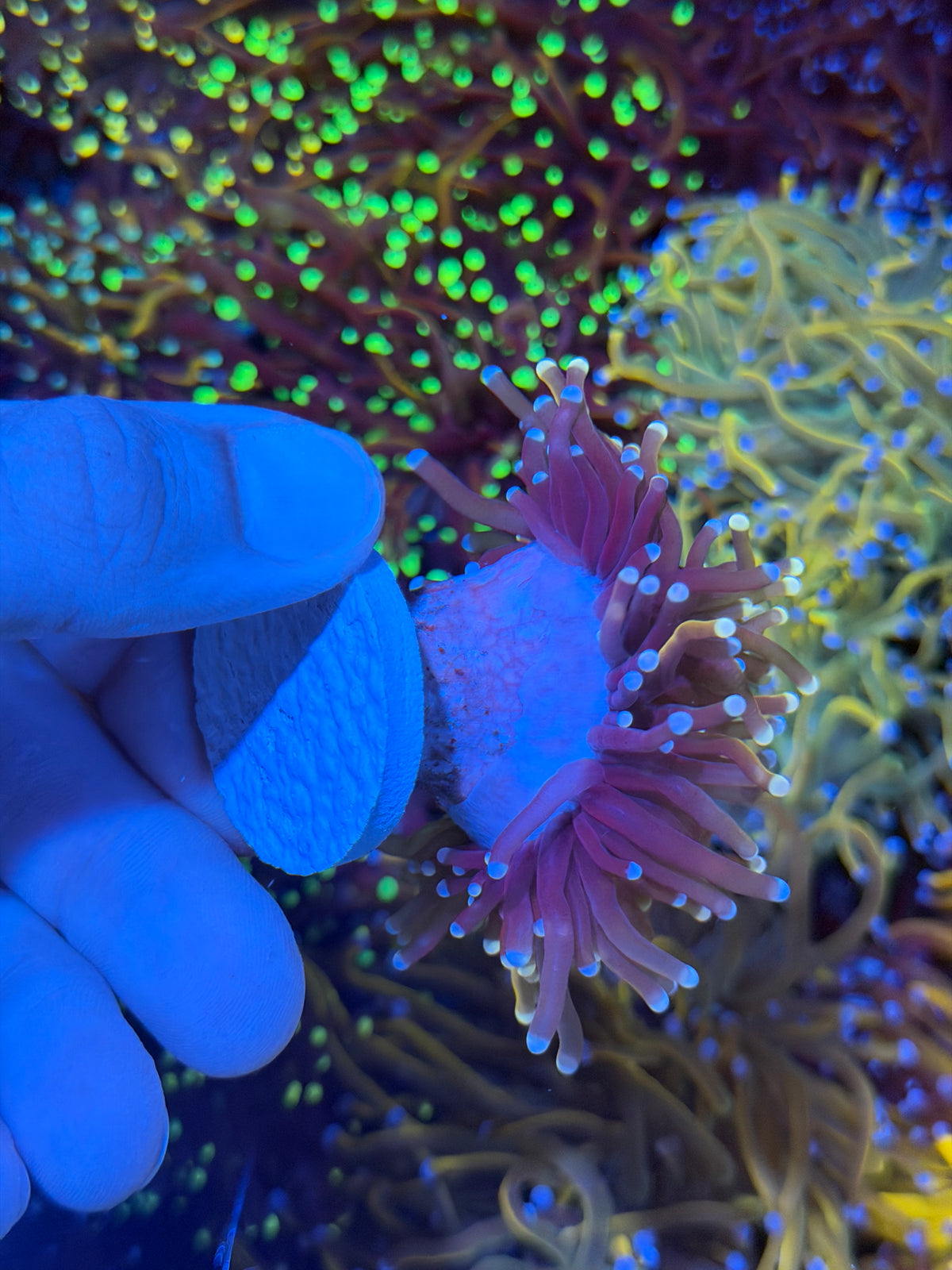 JEA Purple Haze Torch Coral 1 XXL Head Splitting Half Purple/Half Peach Tentacles 9/11