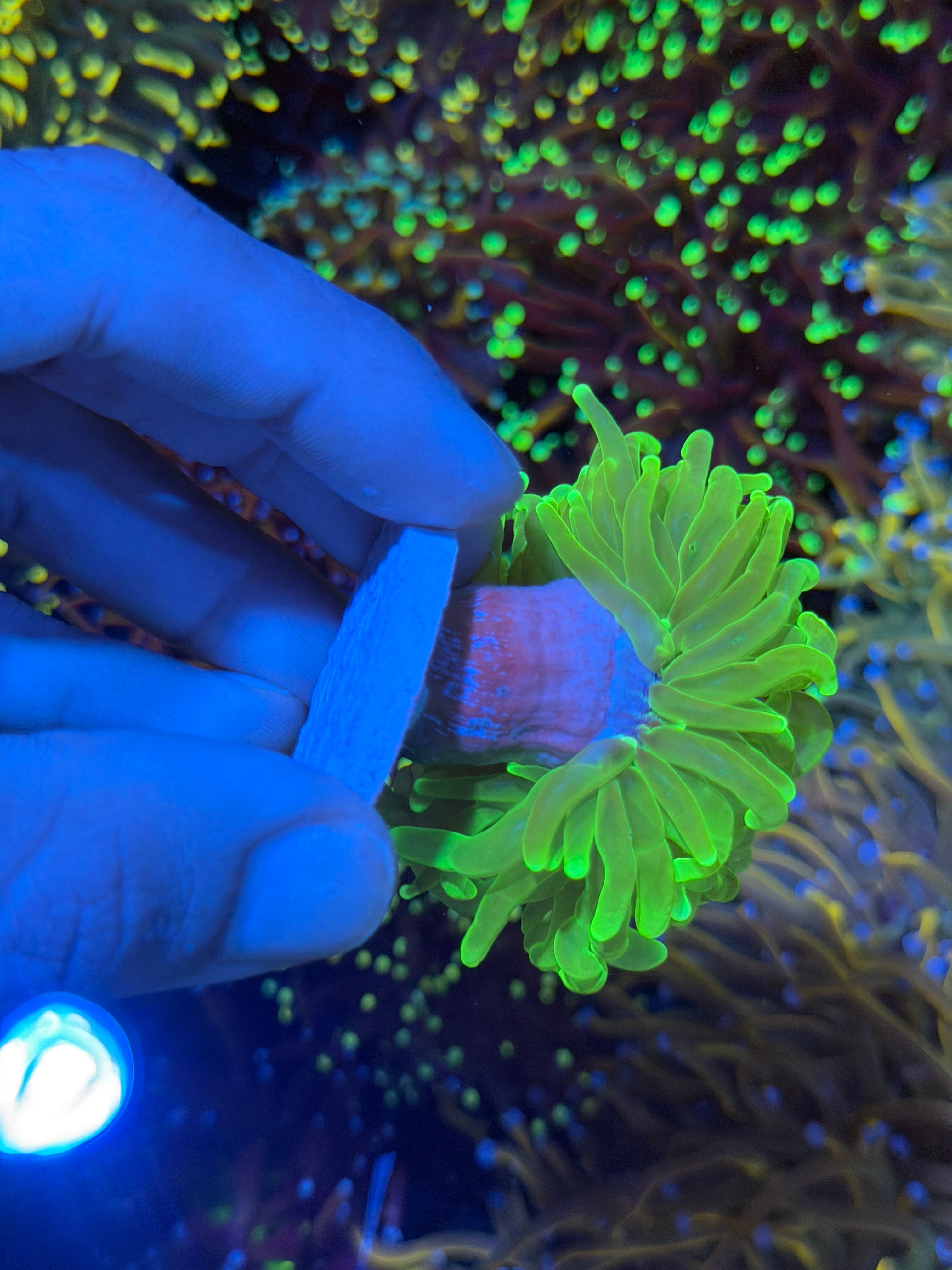 JEA Radioactive Torch Coral 1 XL Head New Release 9/11