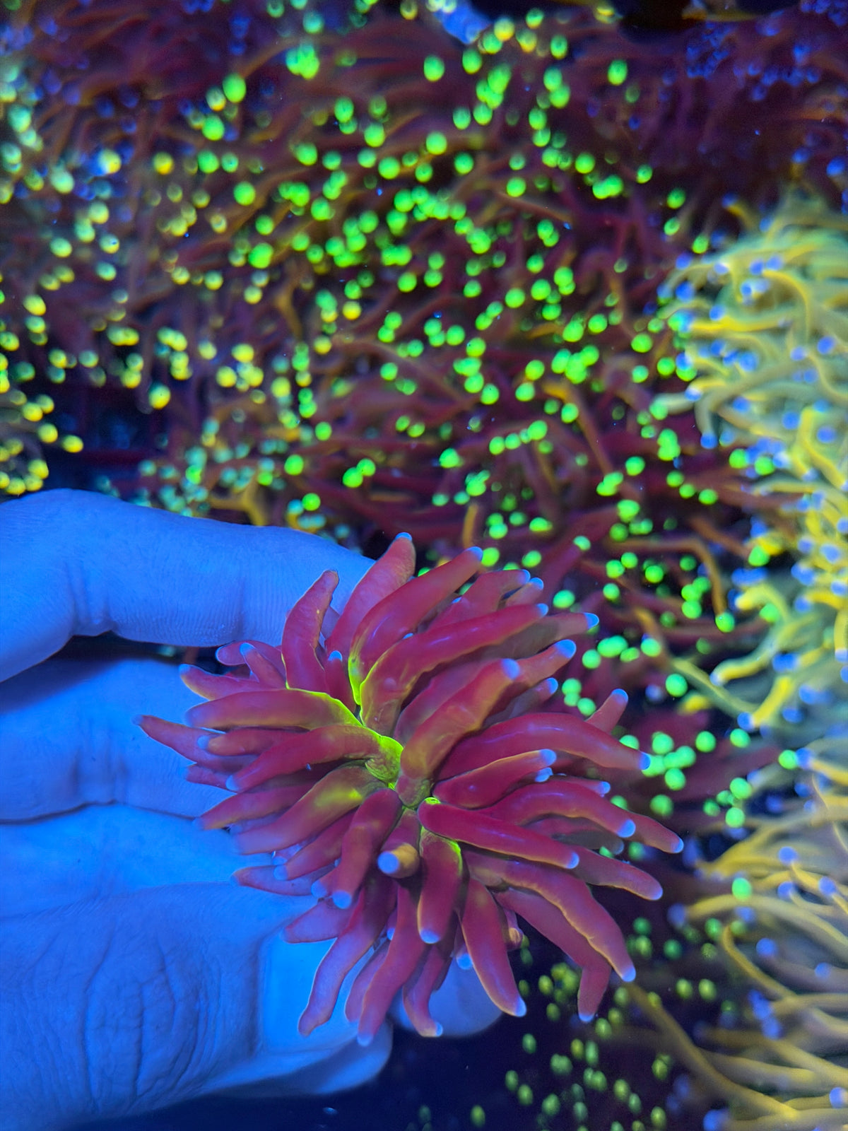 JEA Tiger Torch Coral 1 XL Head Green Mouth 9/11