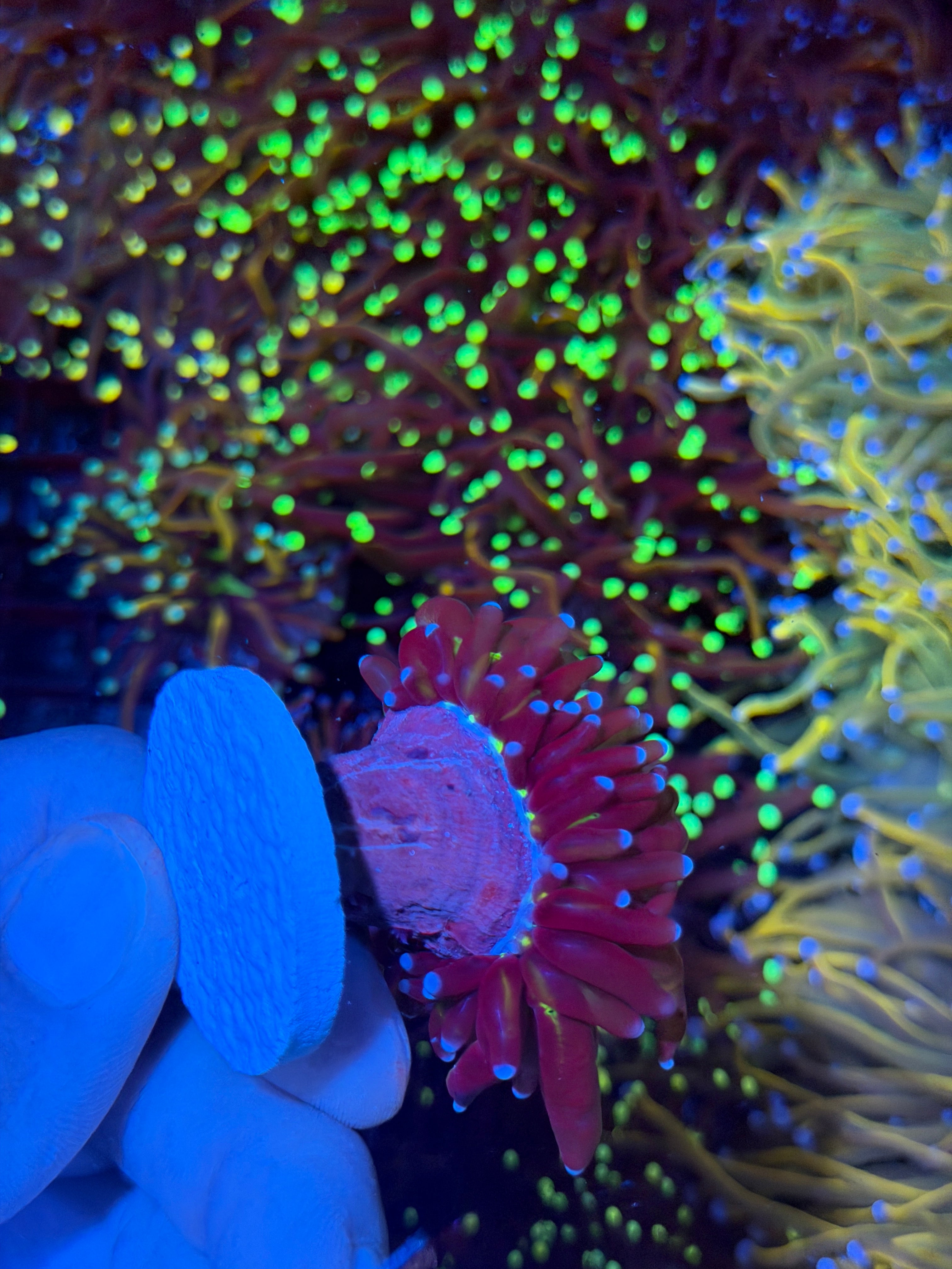 JEA Tiger Torch Coral 1 XL Head Green Mouth 9/11