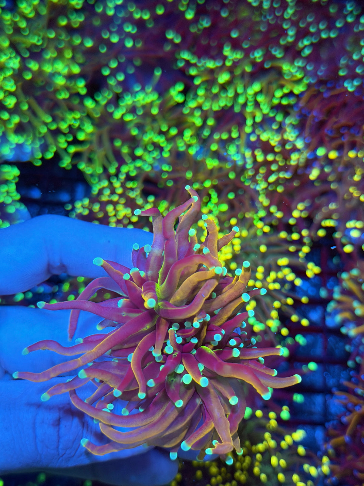 JEA OG Jester Torch Coral 2 Head Splitting XL 9/11