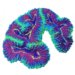 Lobophyllia