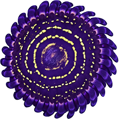 Zoanthids