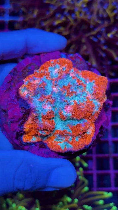 JEA Fire & Ice Chalice Coral Colony XXL